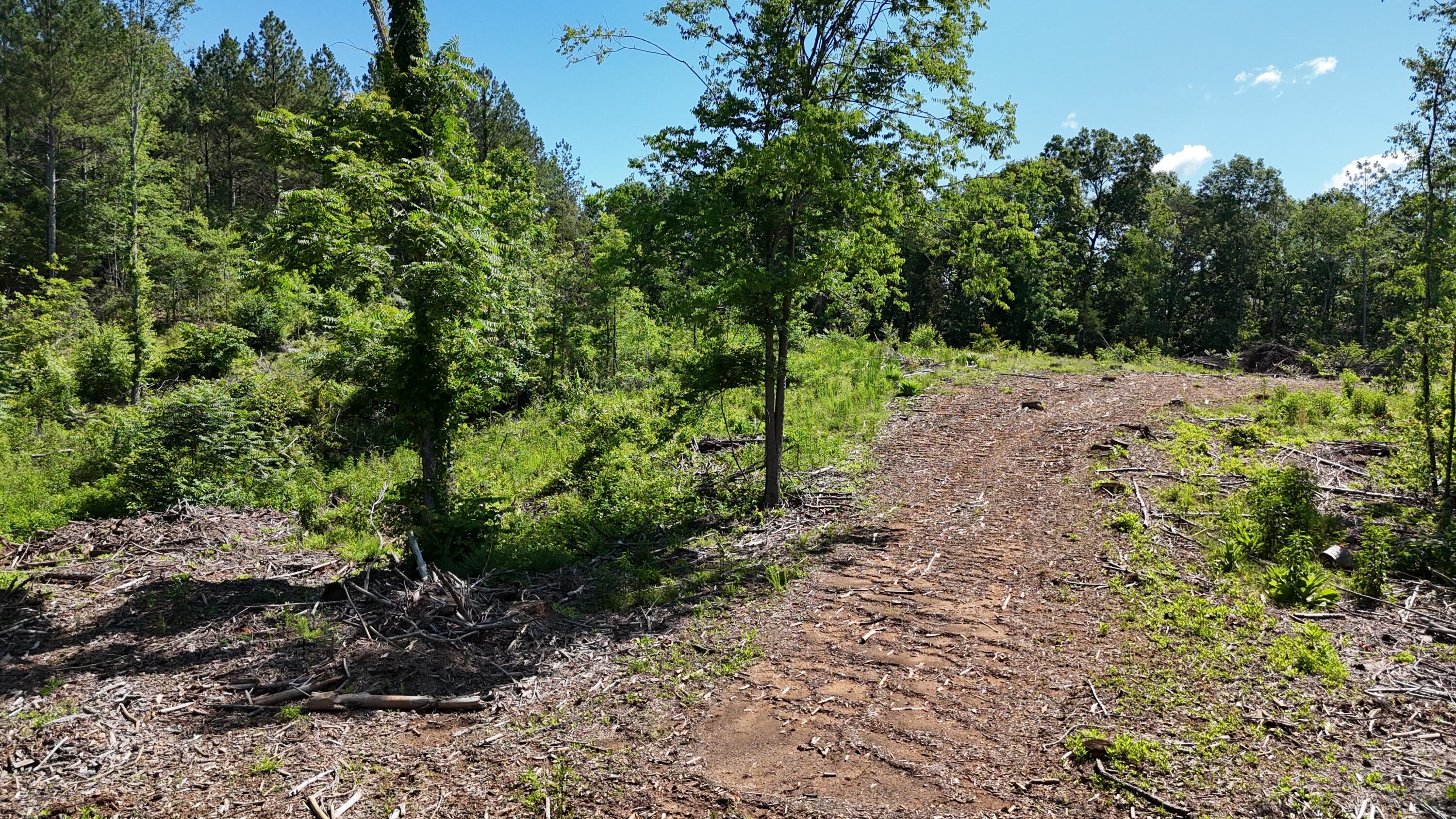 Lot 2 Lamontville Road, Decatur, Tennessee image 6