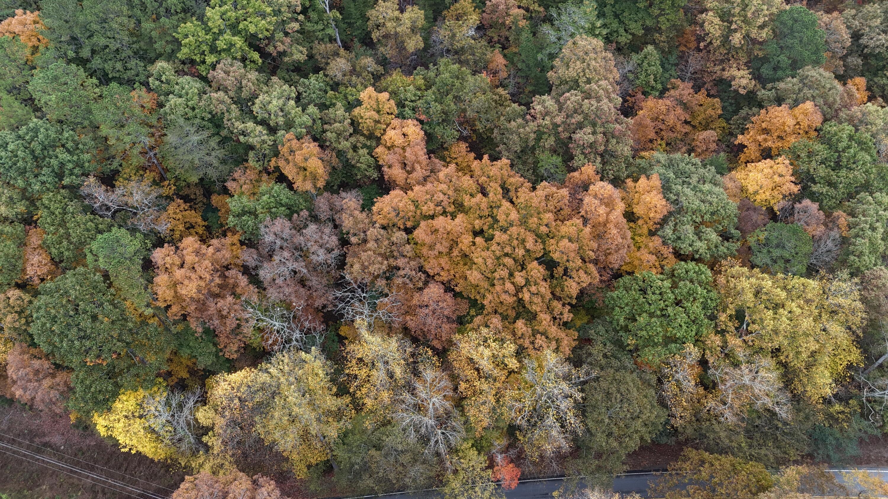 000 Lower River Road, Georgetown, Tennessee image 6