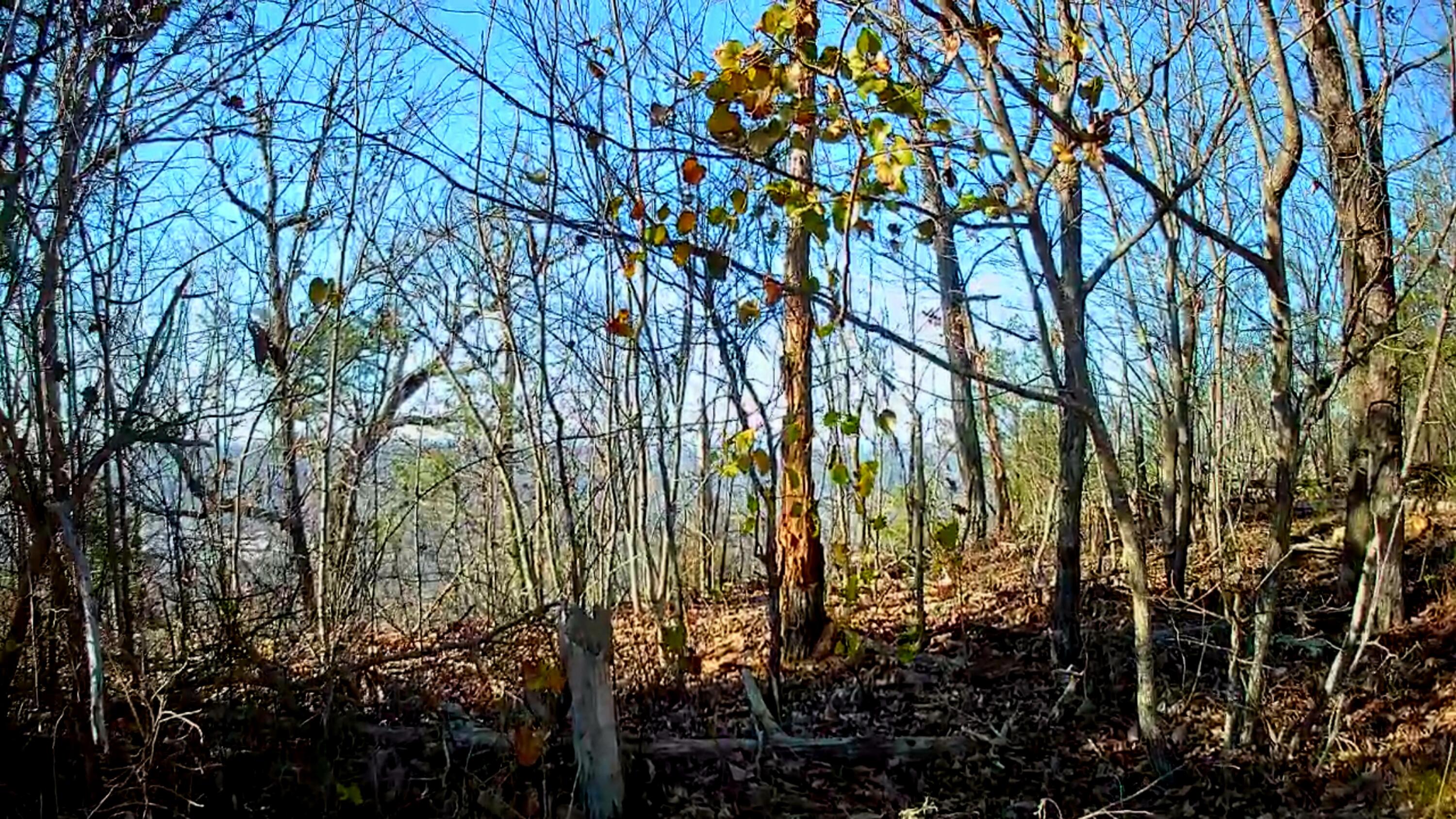 Scenic Highway #23D, Rising Fawn, Georgia image 2