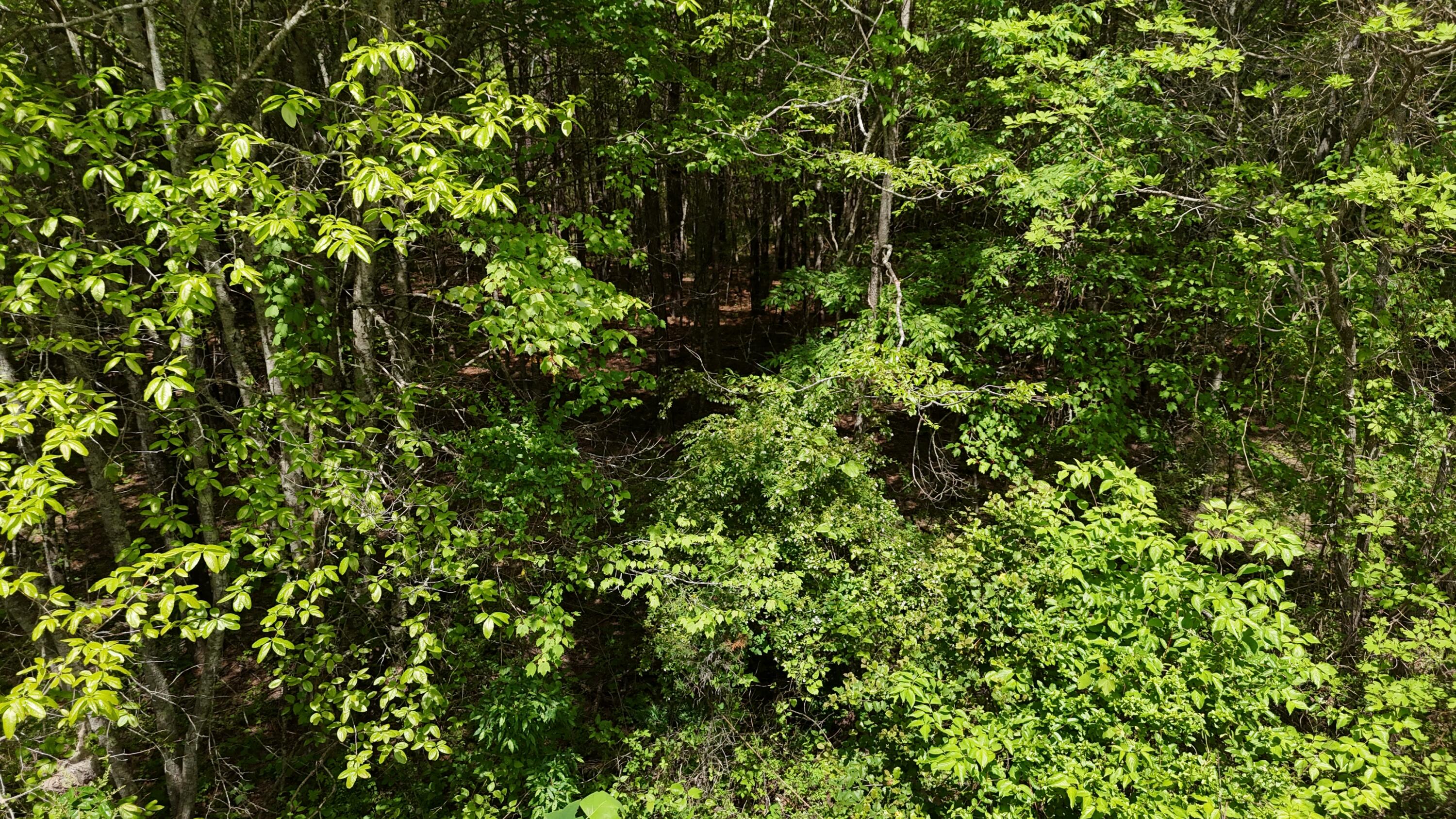 10 Windstone Drive, Tracy City, Tennessee image 45