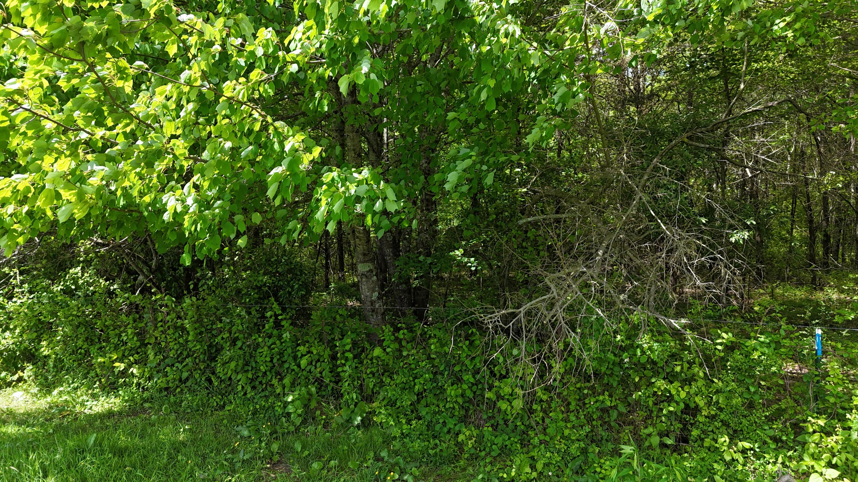 10 Windstone Drive, Tracy City, Tennessee image 40