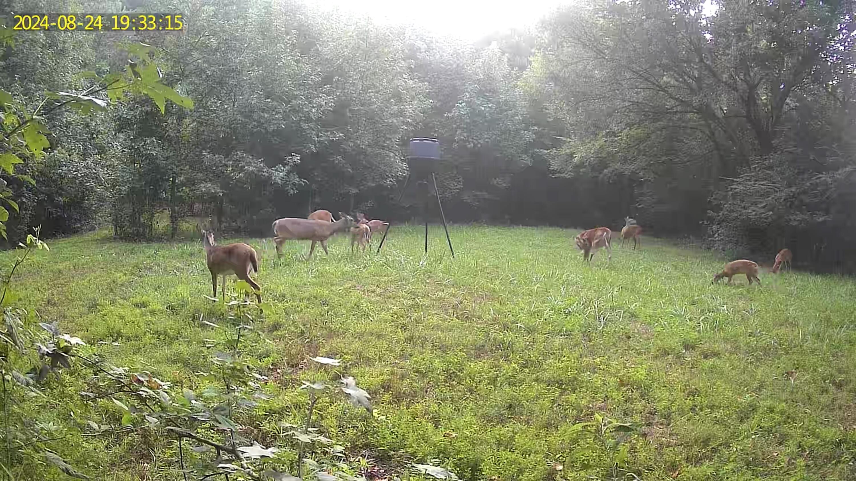 Rocky Face, Georgia 30740, United States, 3 Bedrooms Bedrooms, ,3 BathroomsBathrooms,Residential,Active,237514