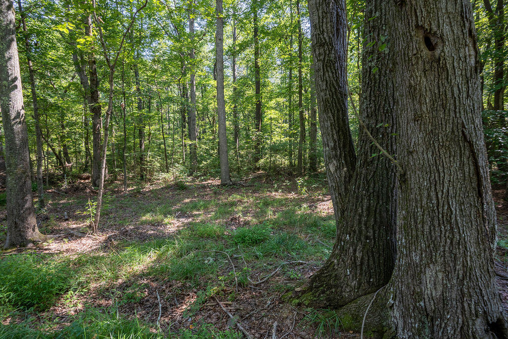 Flat Rock, Alabama 35966, United States, ,Land,Active,169814