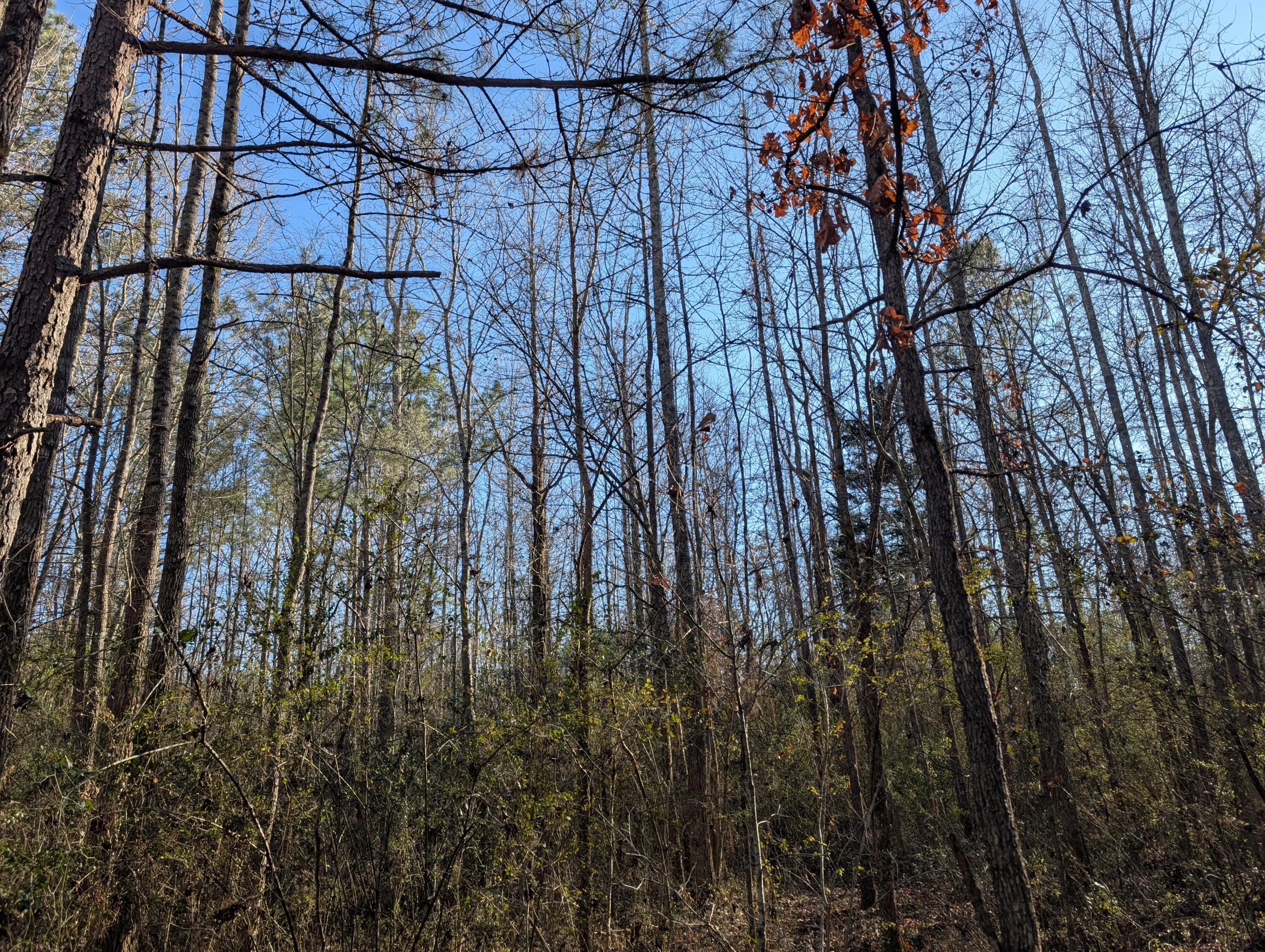 00 Ridgeway Road, Trion, Georgia image 9