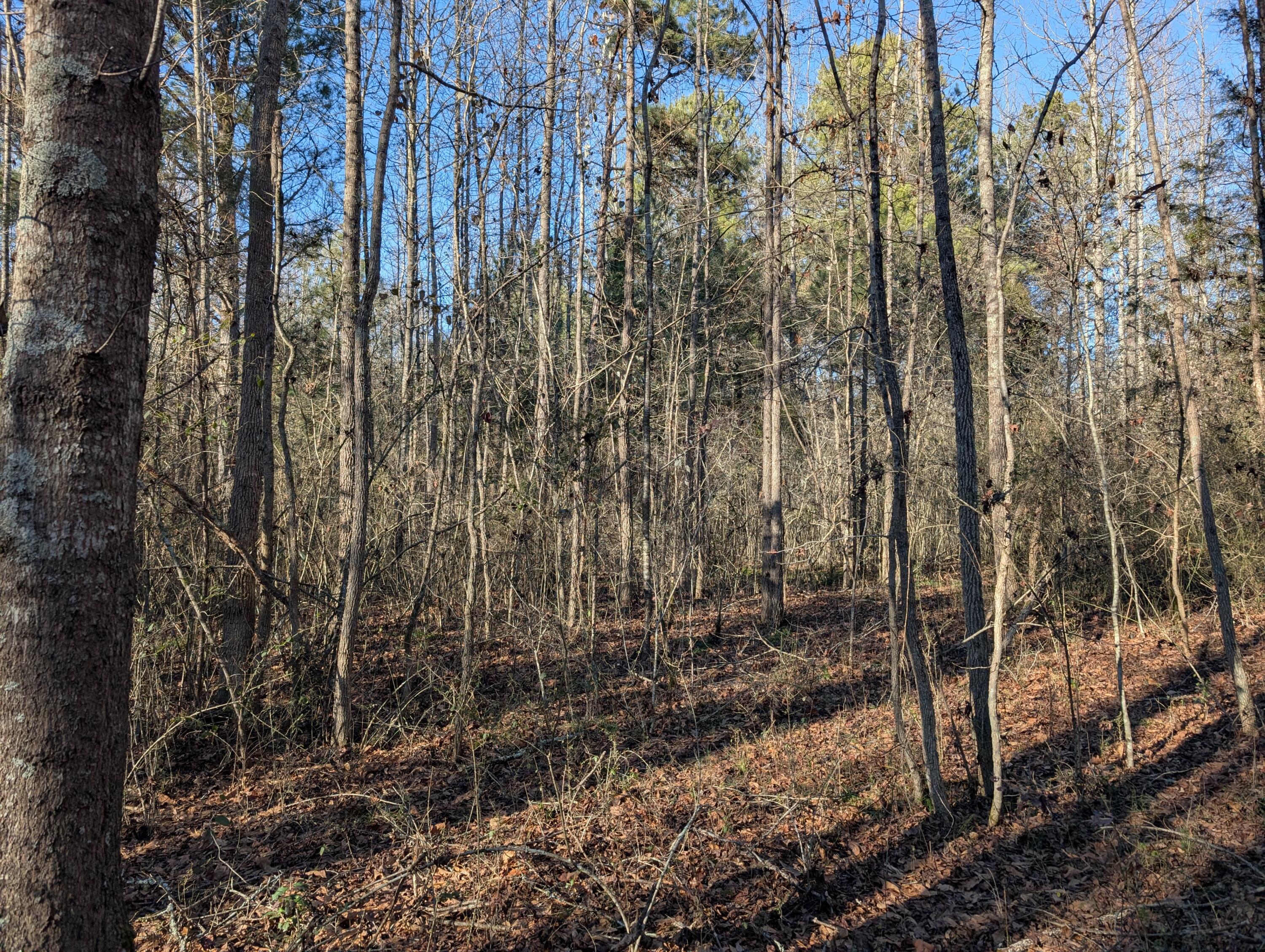 00 Ridgeway Road, Trion, Georgia image 31