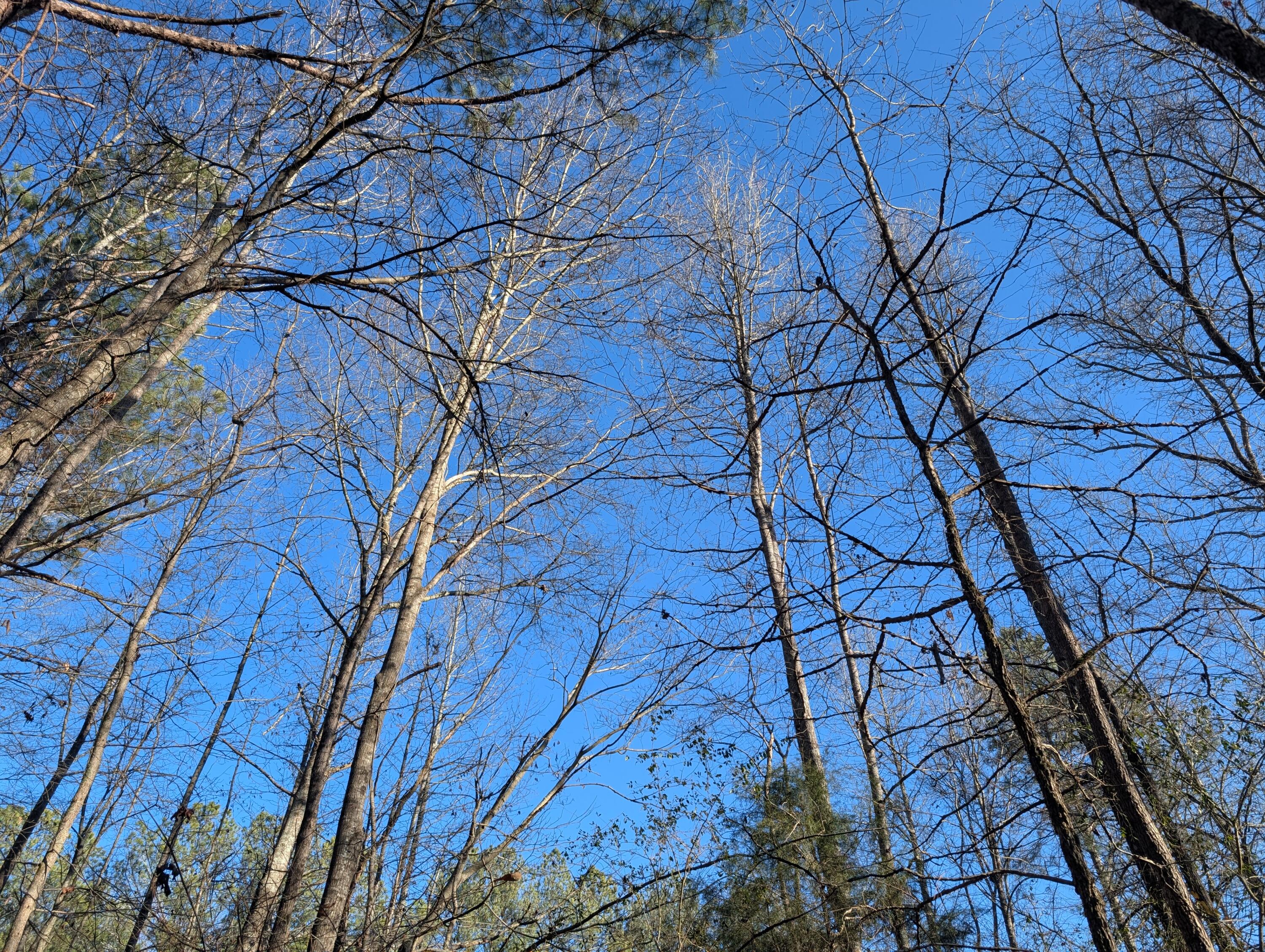 00 Ridgeway Road, Trion, Georgia image 24