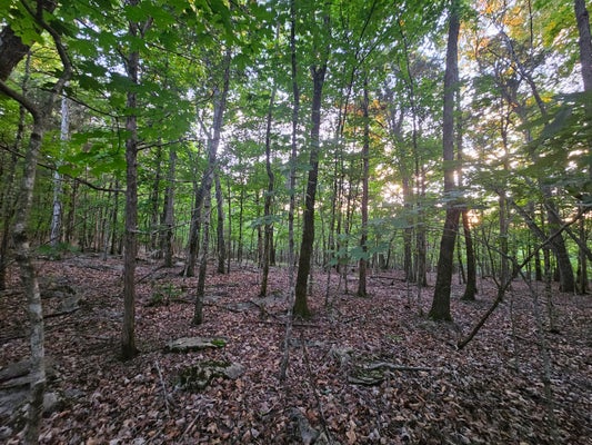 3 SEWANEE SUMMIT RD, DECHERD, TN 37324 - Image ee9dbd0e5a698fb406491c87828d1ae7/2764253286