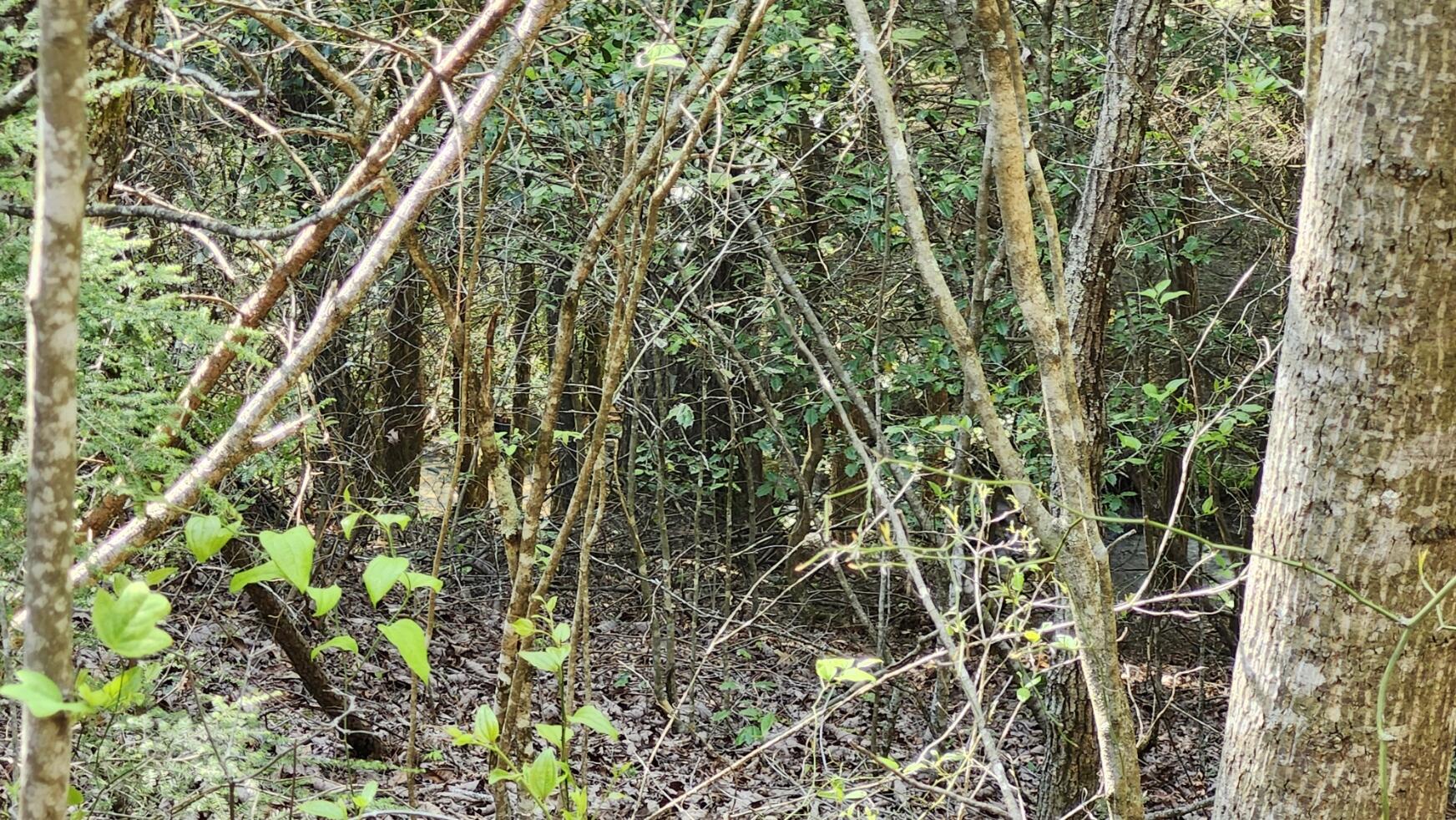 Old Holy Water Road #TRACT 1, Tracy City, Tennessee image 6