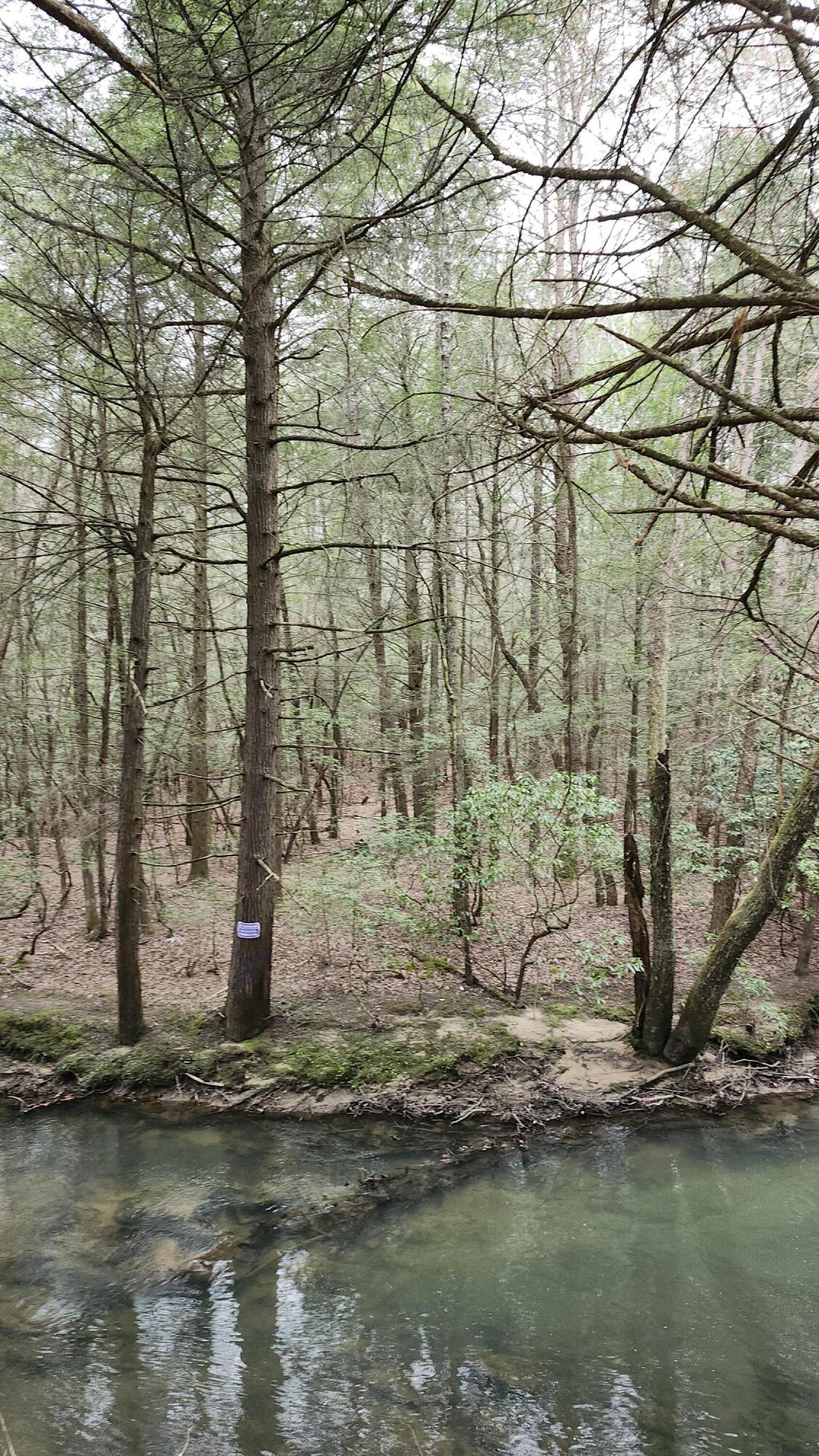 Old Holy Water Road #TRACT 1, Tracy City, Tennessee image 3