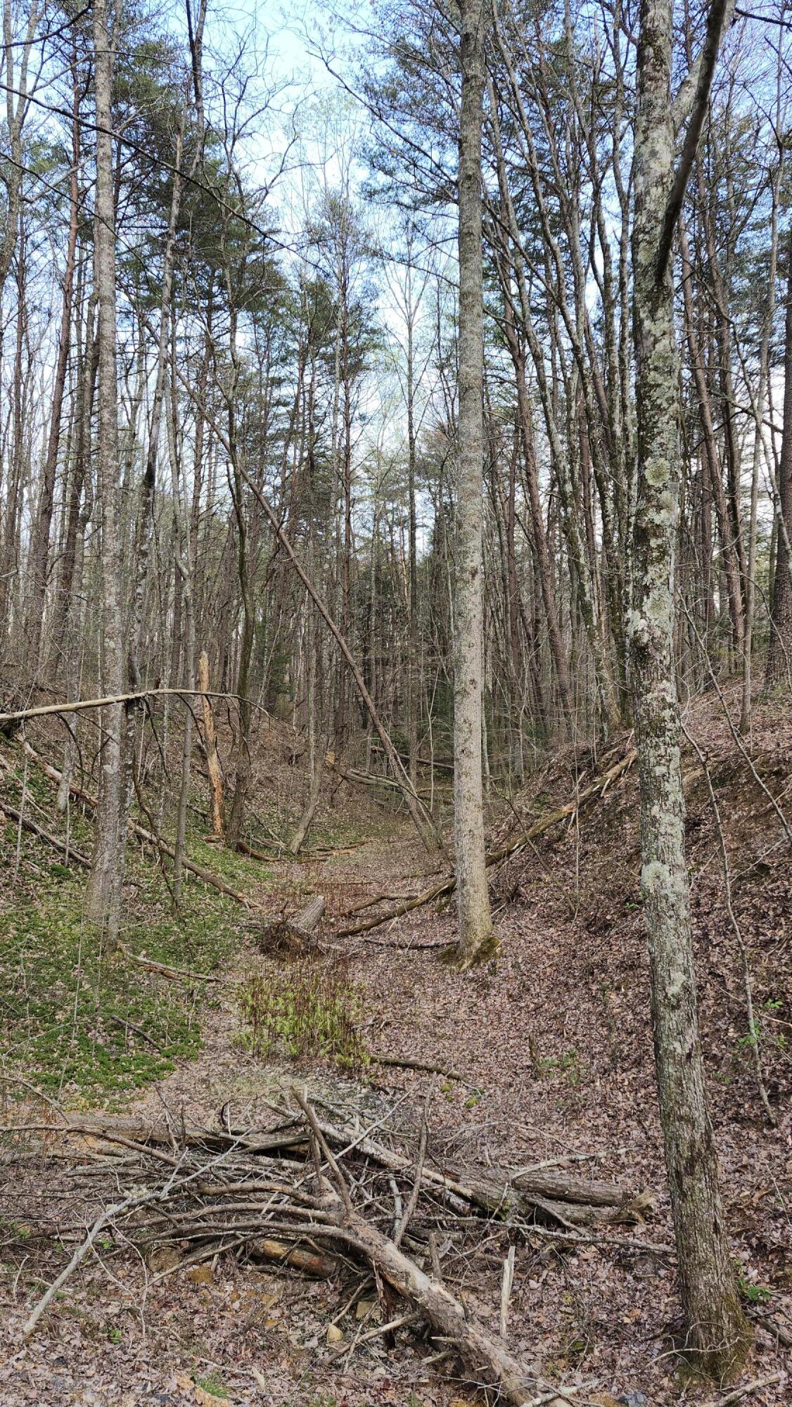 Old Holy Water Road #TRACT 1, Tracy City, Tennessee image 4