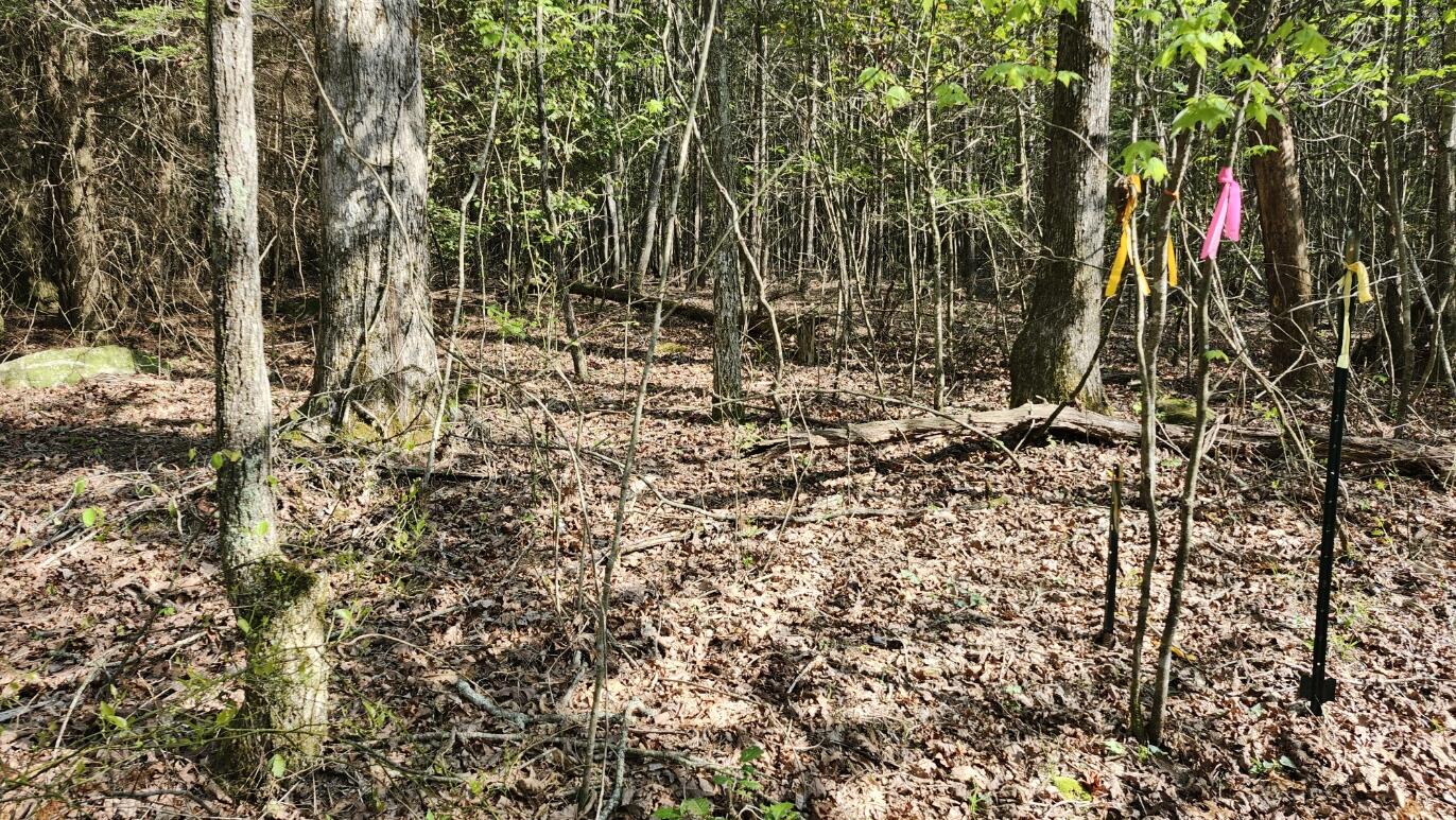 Old Holy Water Road #TRACT 1, Tracy City, Tennessee image 11