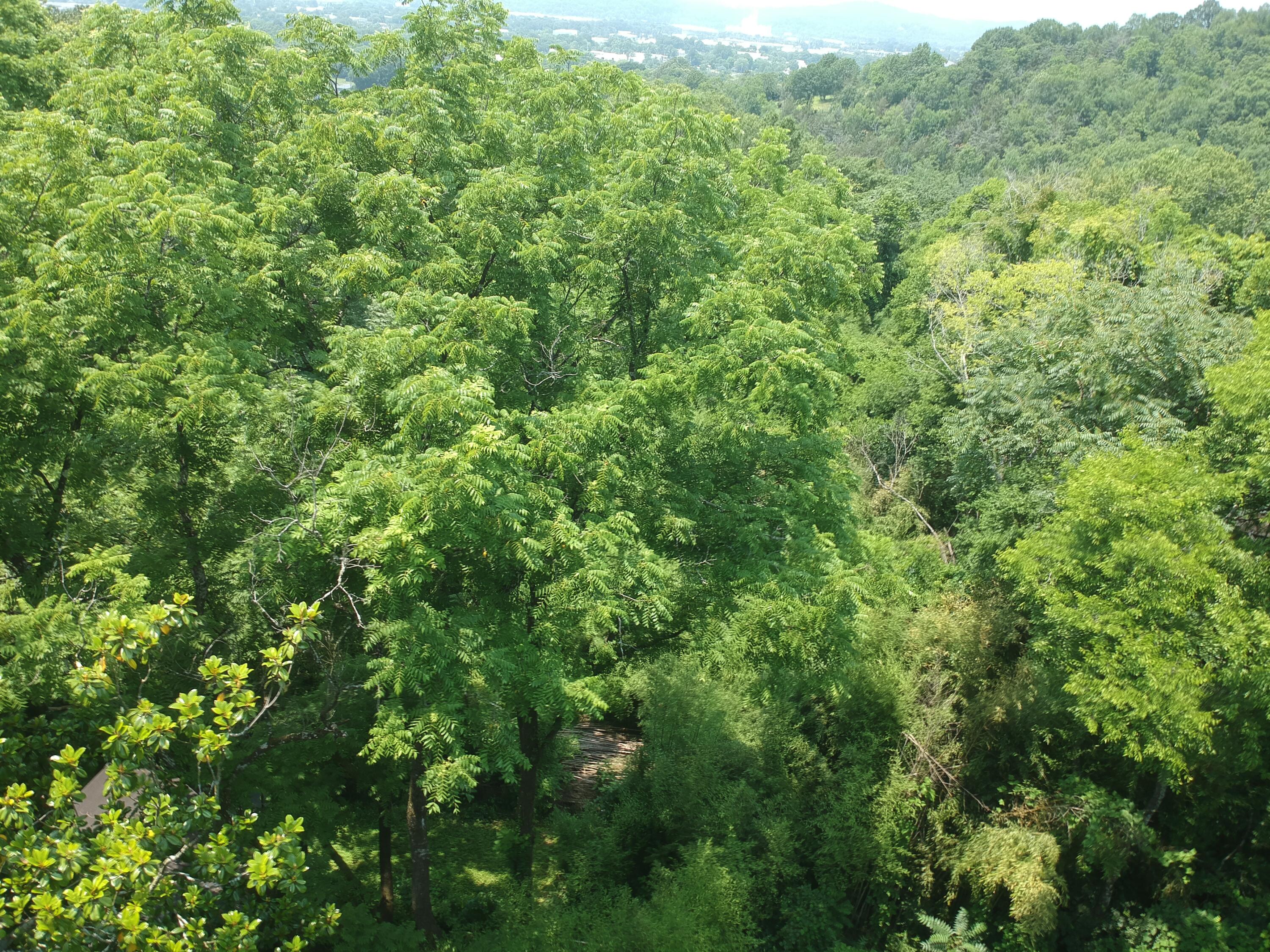 18 Moon Street, Chattanooga, Tennessee image 4