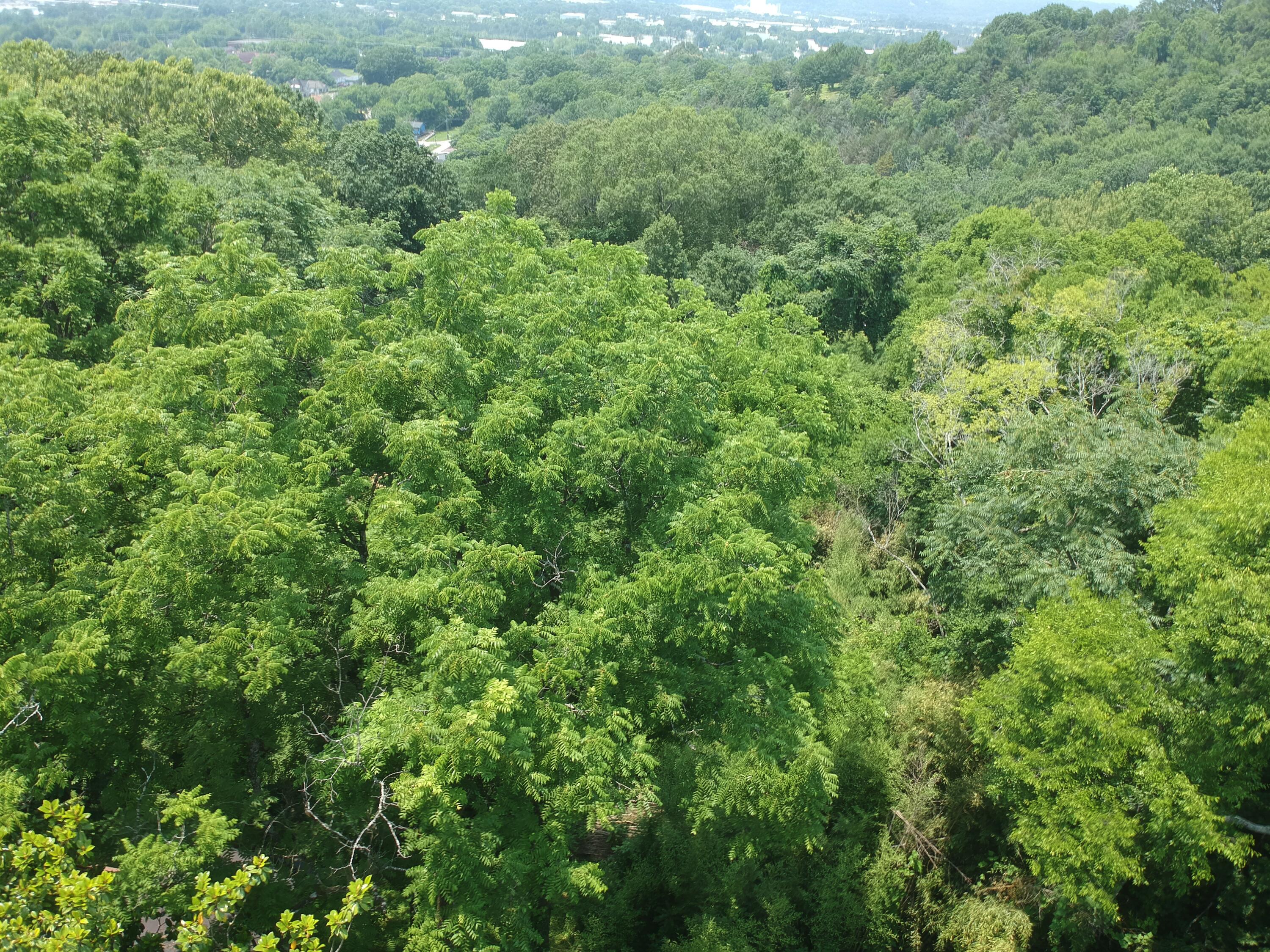 18 Moon Street, Chattanooga, Tennessee image 1