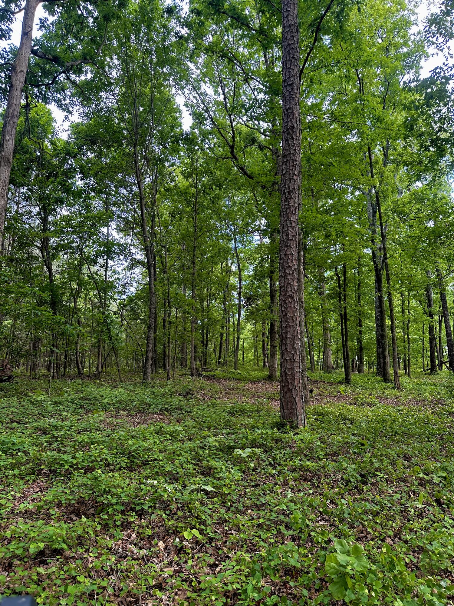 Highway 2, Tract 5, Dalton, Georgia image 12