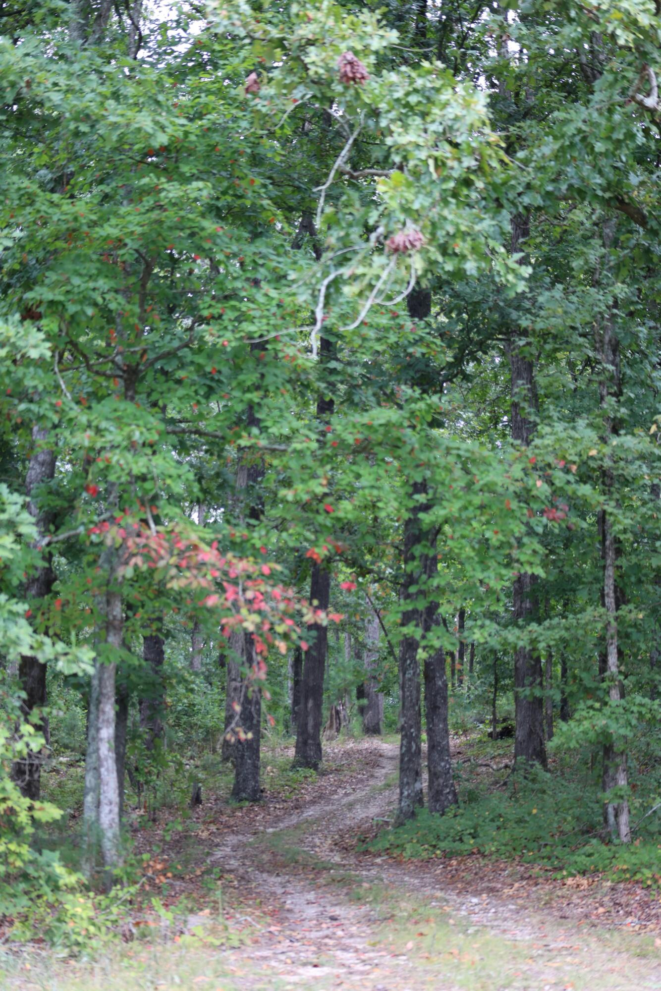 16.986 Ac Tract 5, Highway 2, Dalton, Georgia image 25