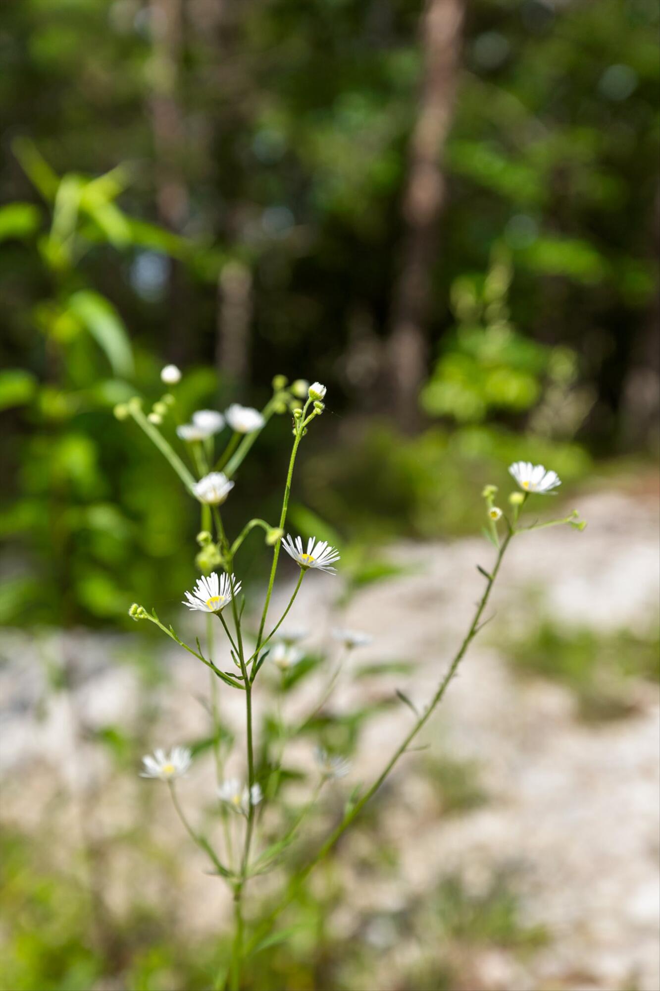 Menlo, Georgia 30731, United States, ,Land,Active,148614