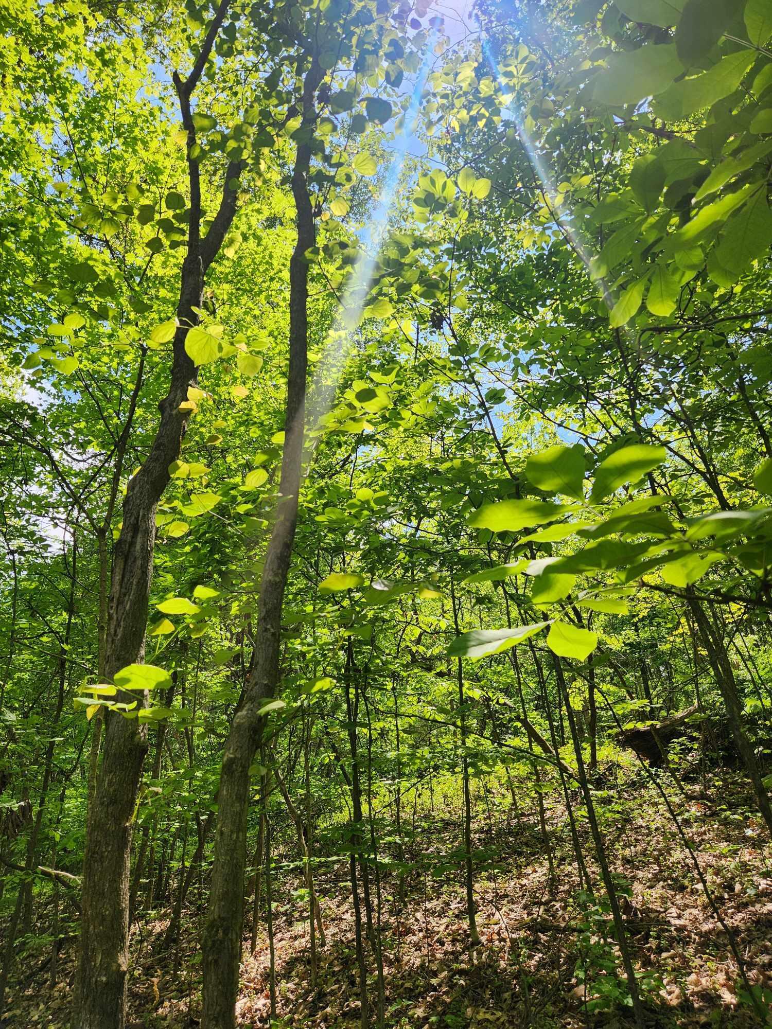 Johnson Lane #6, Ten Mile, Tennessee image 14