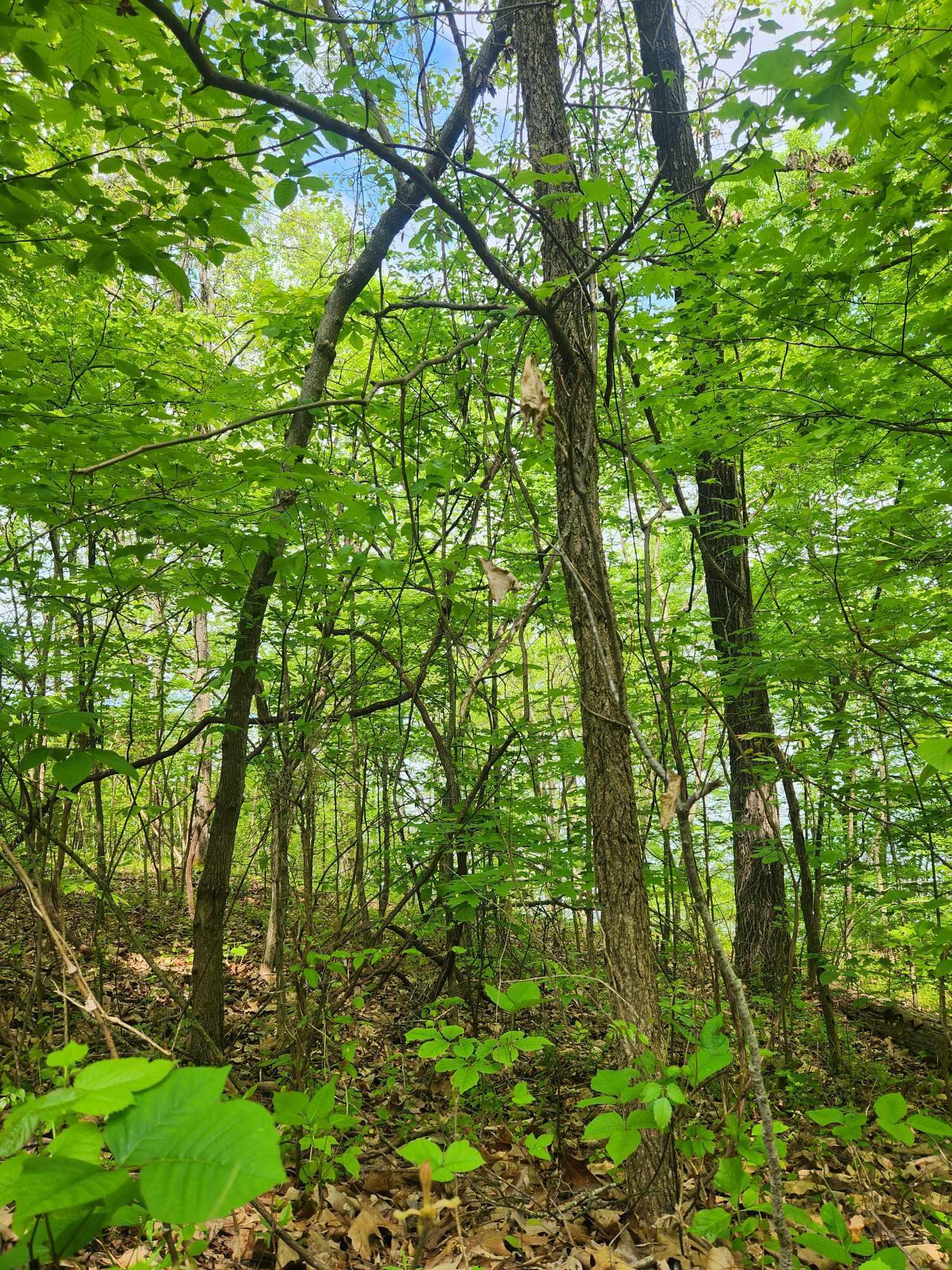 Johnson Lane #6, Ten Mile, Tennessee image 36