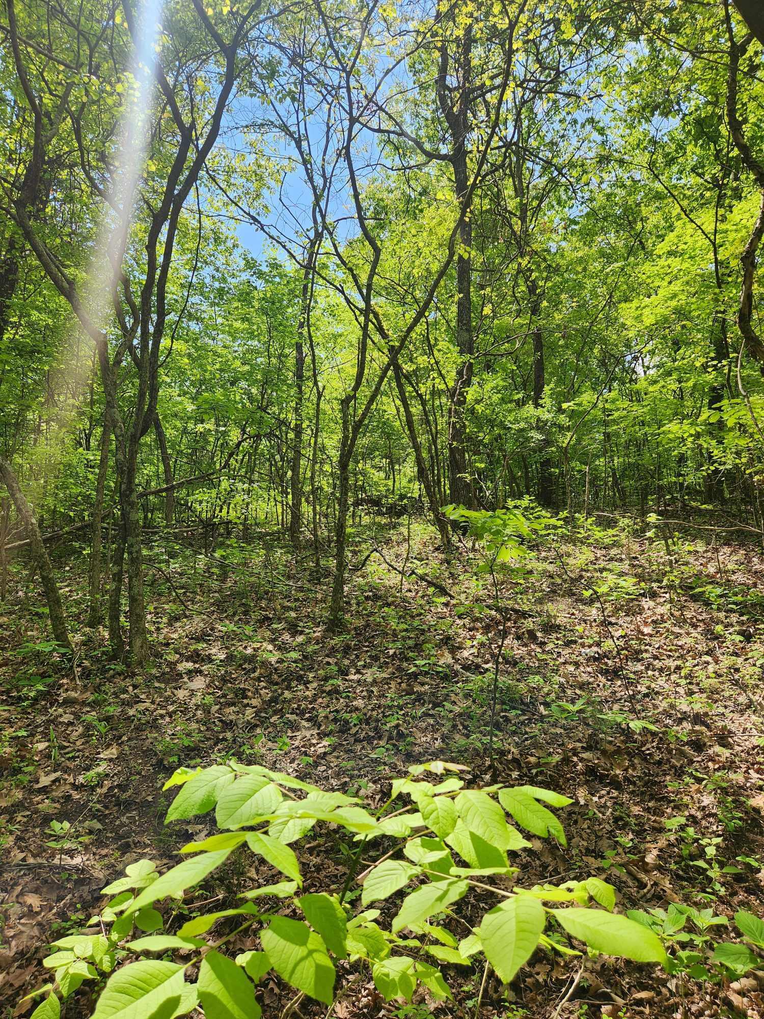 Johnson Lane #6, Ten Mile, Tennessee image 24