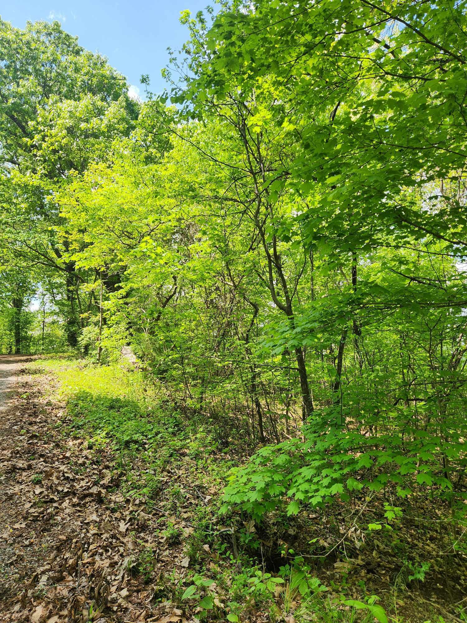 Johnson Lane #6, Ten Mile, Tennessee image 13