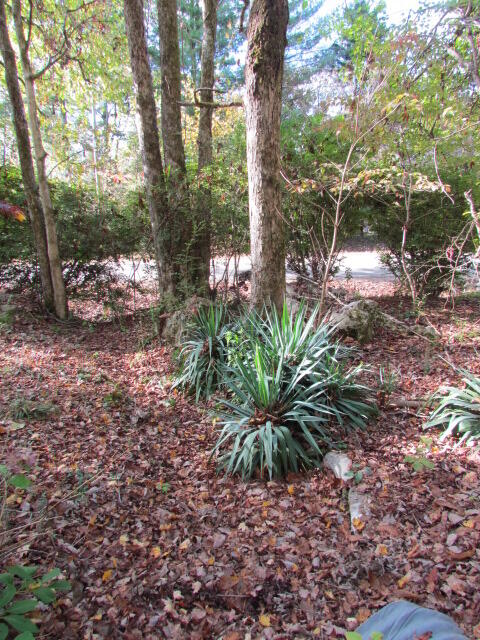 9842 County Road 91, Bryant, Alabama image 6