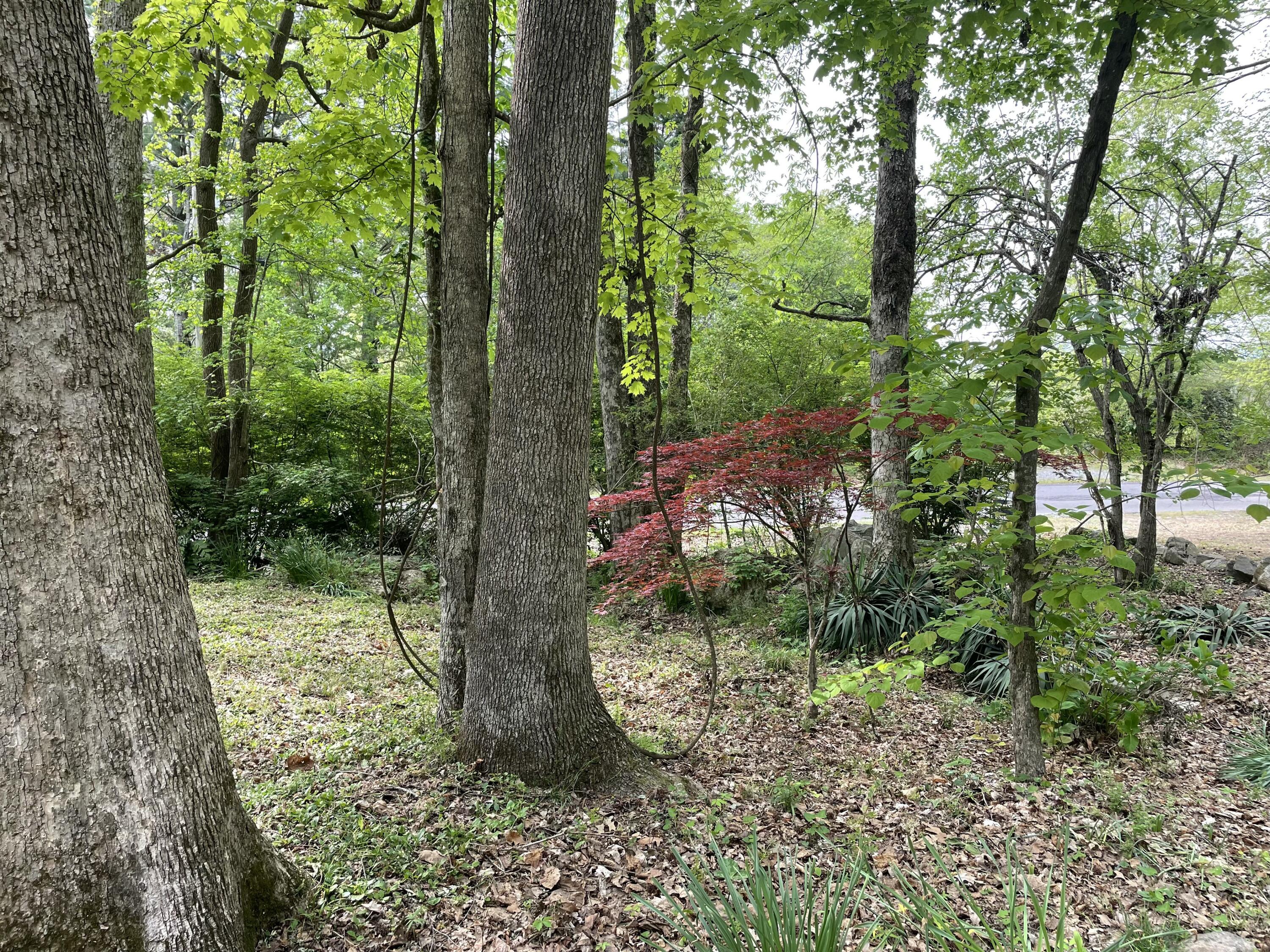 9842 County Road 91, Bryant, Alabama image 4
