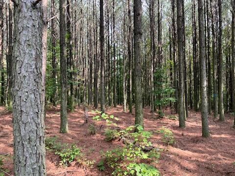 1771 Crockett Point #LOT JF 605, Jasper, Tennessee image 6