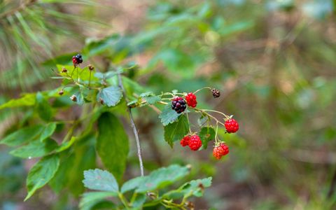 Tiny photo for Lot 2045 Constellation Court, Guild, TN 37340 (MLS # 1518130)