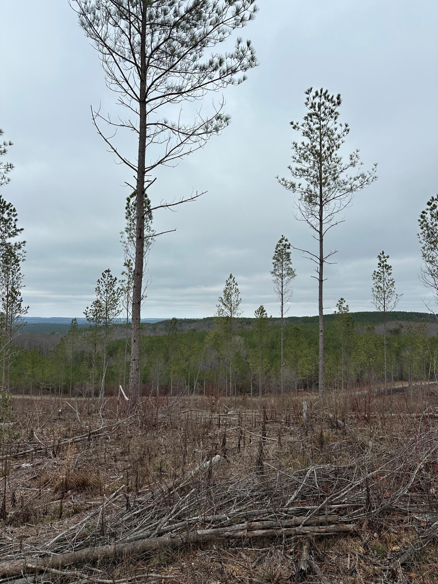 Tract 26 Thomas Springs Road #TRACT 26, Crossville, Tennessee image 2