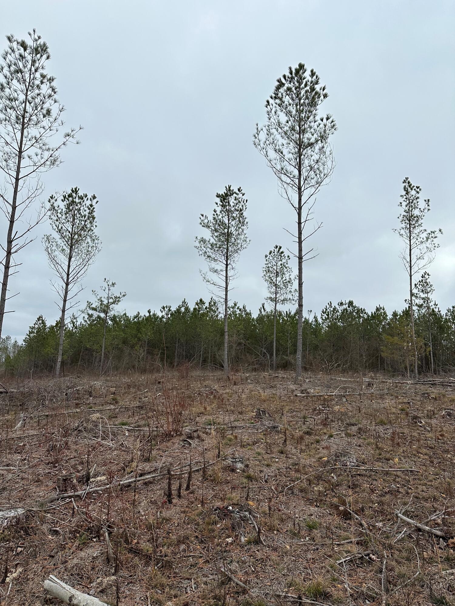 Tract 26 Thomas Springs Road #TRACT 26, Crossville, Tennessee image 4