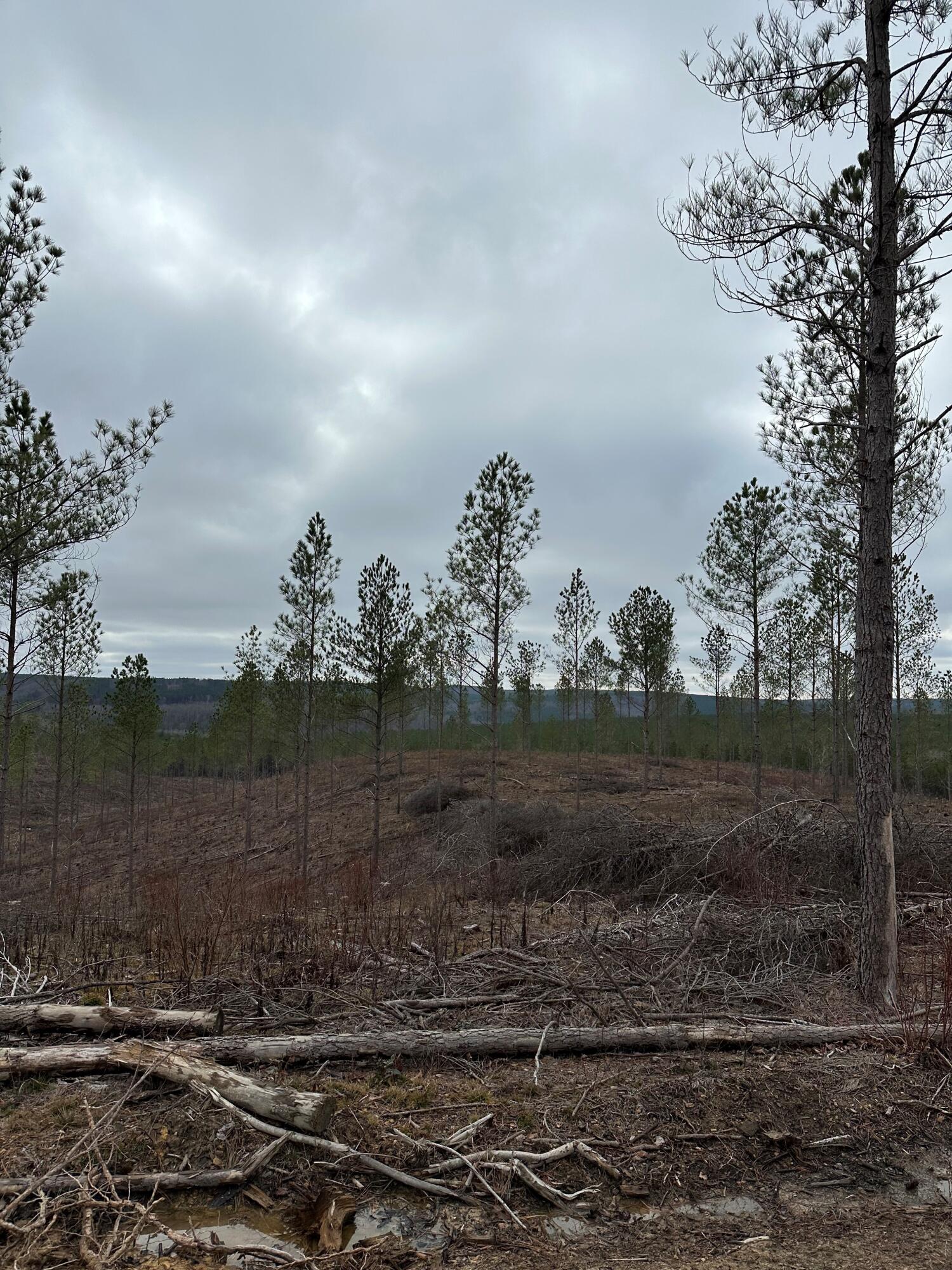 Tract 26 Thomas Springs Road #TRACT 26, Crossville, Tennessee image 7