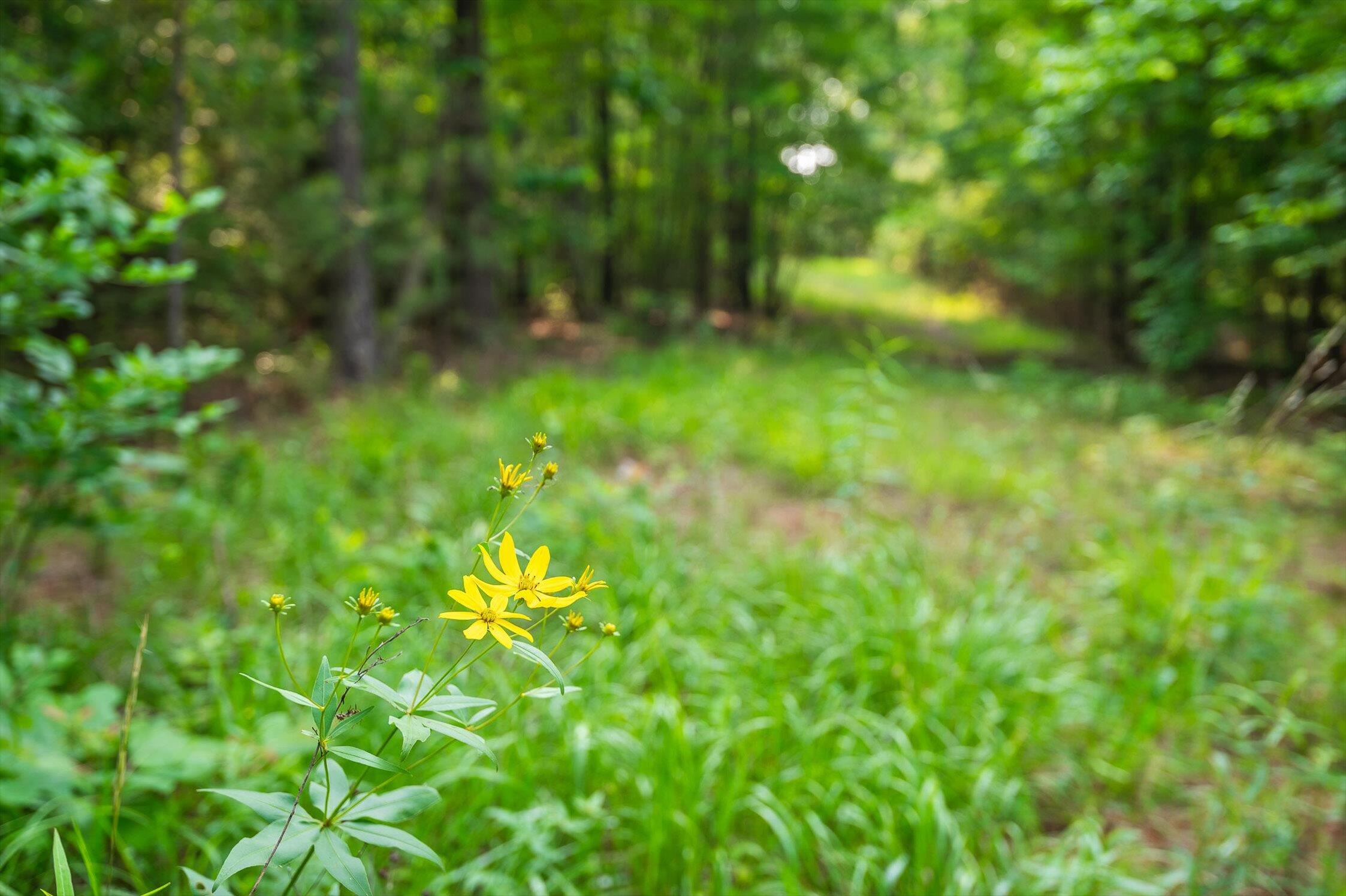 Split Rail Way #1121, Guild, Tennessee image 3