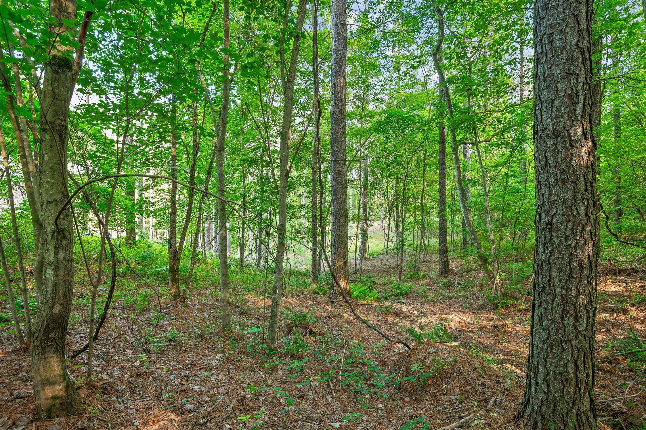 Split Rail Way #1121, Guild, Tennessee image 7