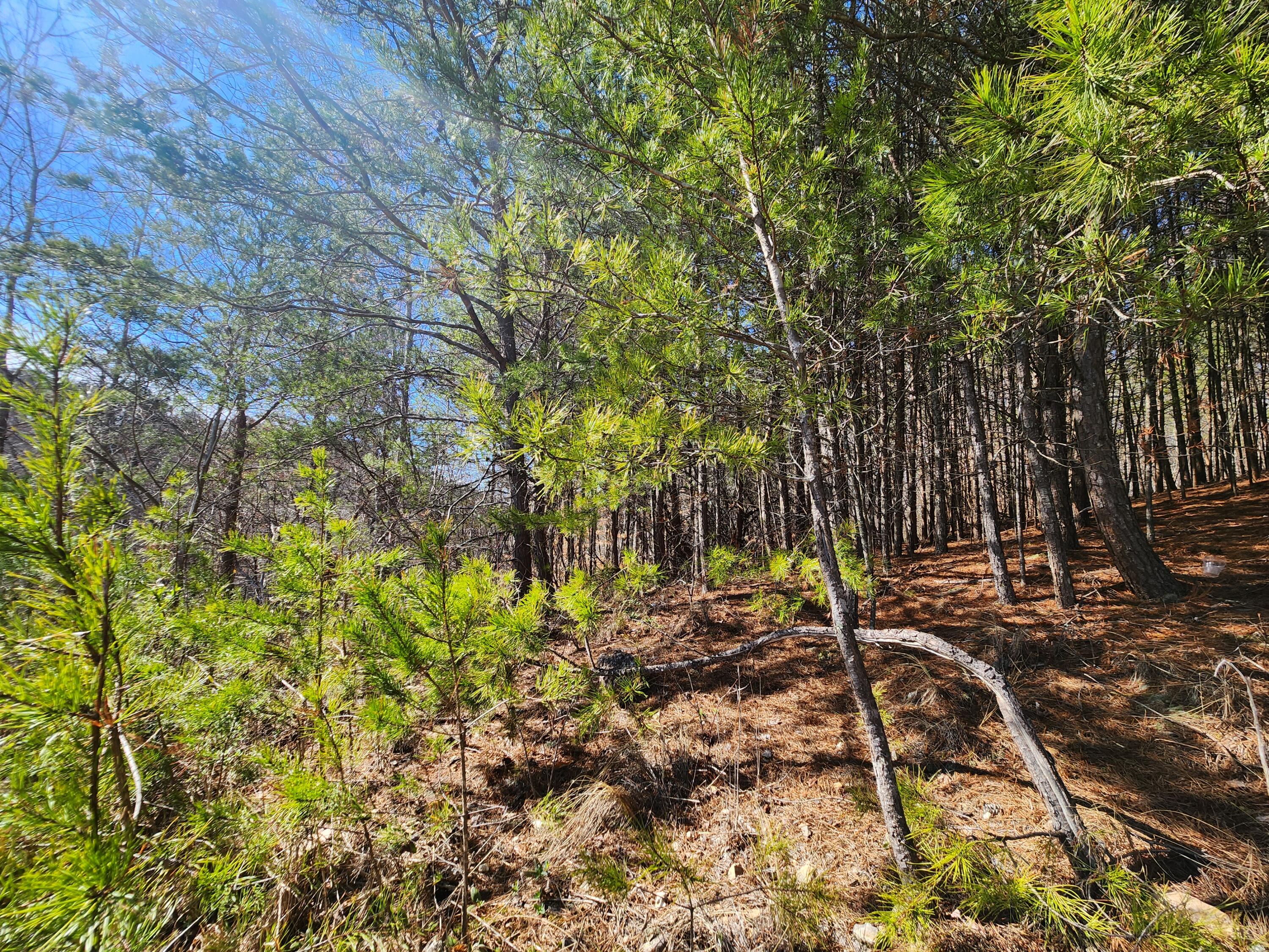 Nicole Drive #21A, Dayton, Tennessee image 6