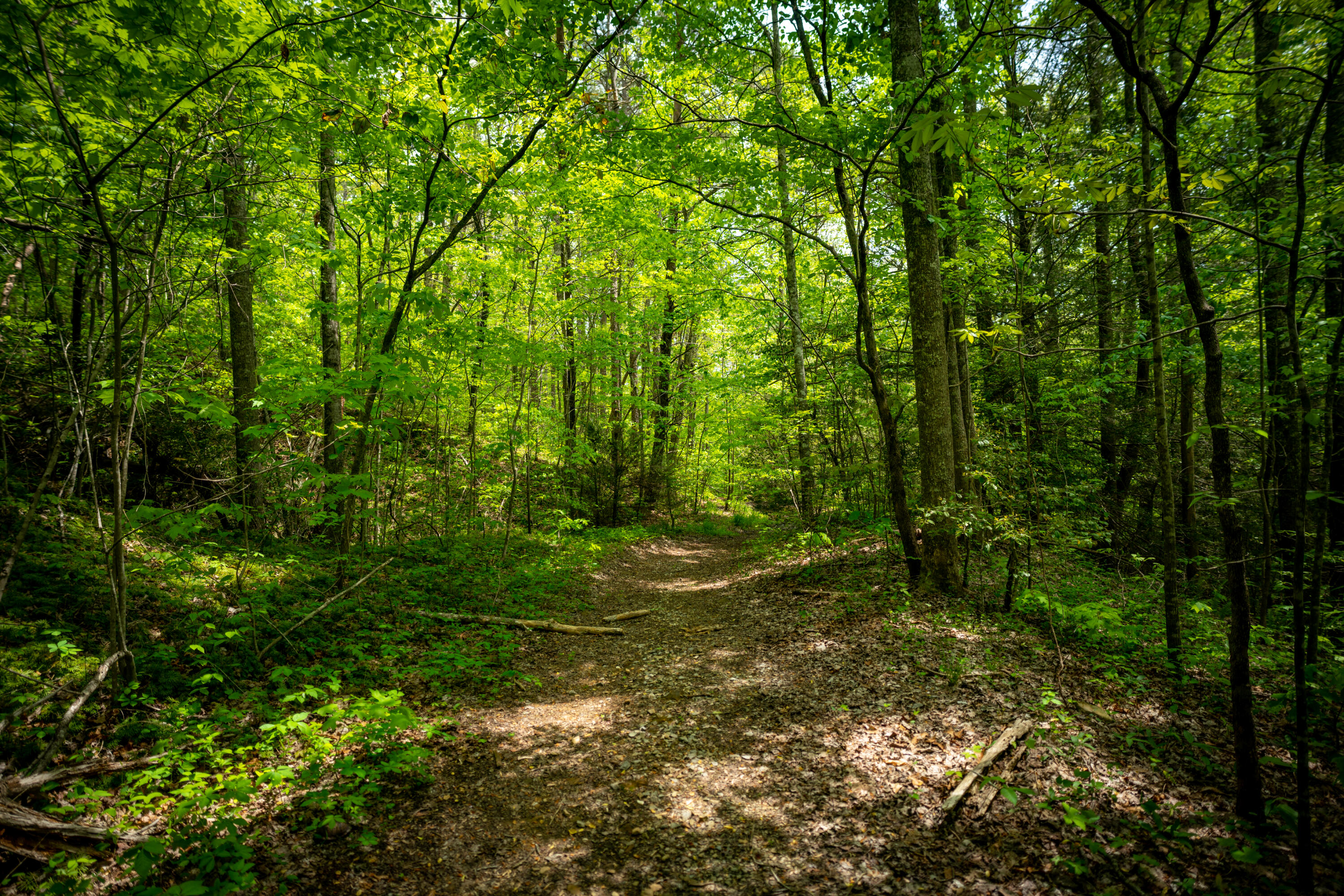 Rock Creek Trail #16  17, Signal Mountain, Tennessee image 5