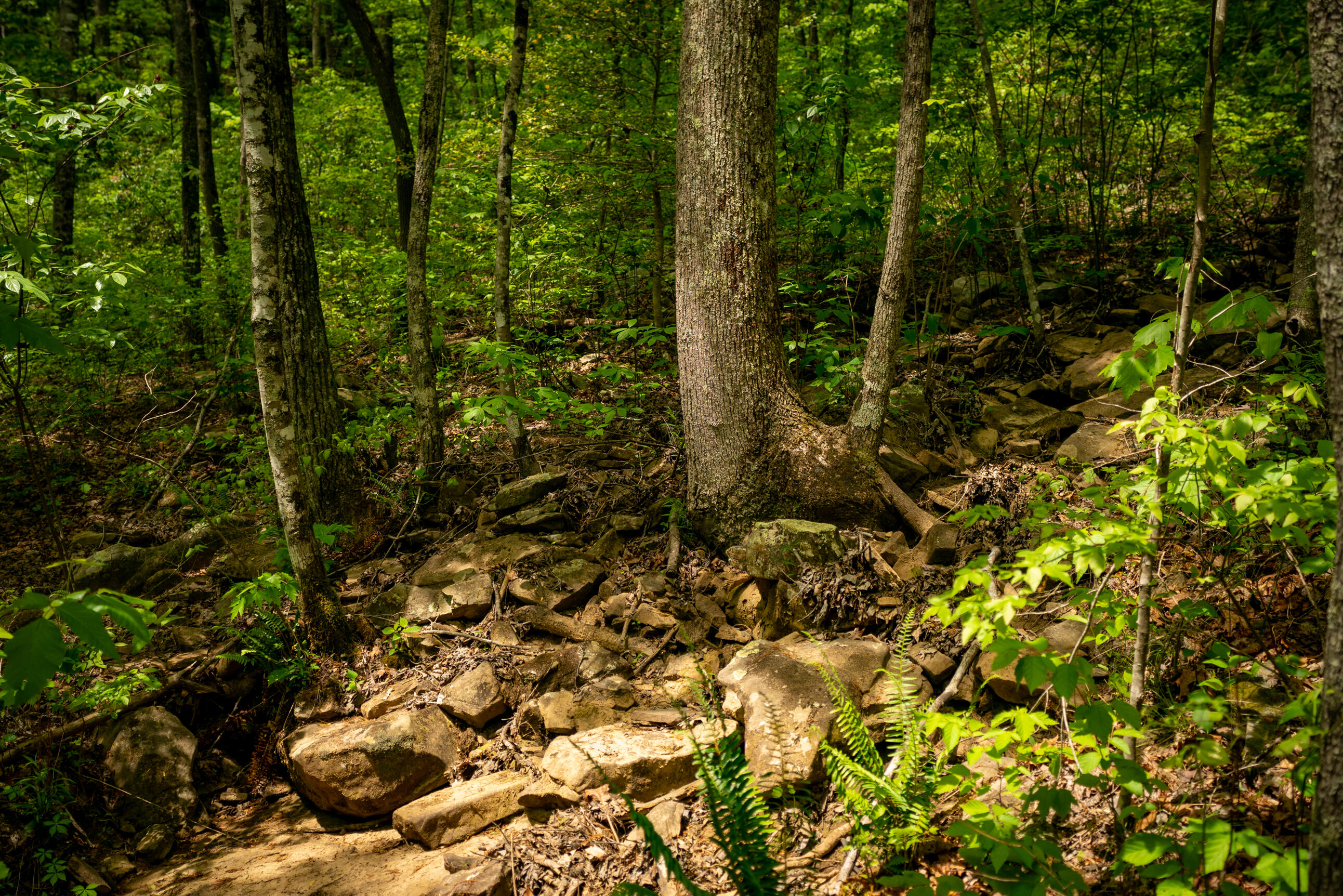 Rock Creek Trail #16  17, Signal Mountain, Tennessee image 3