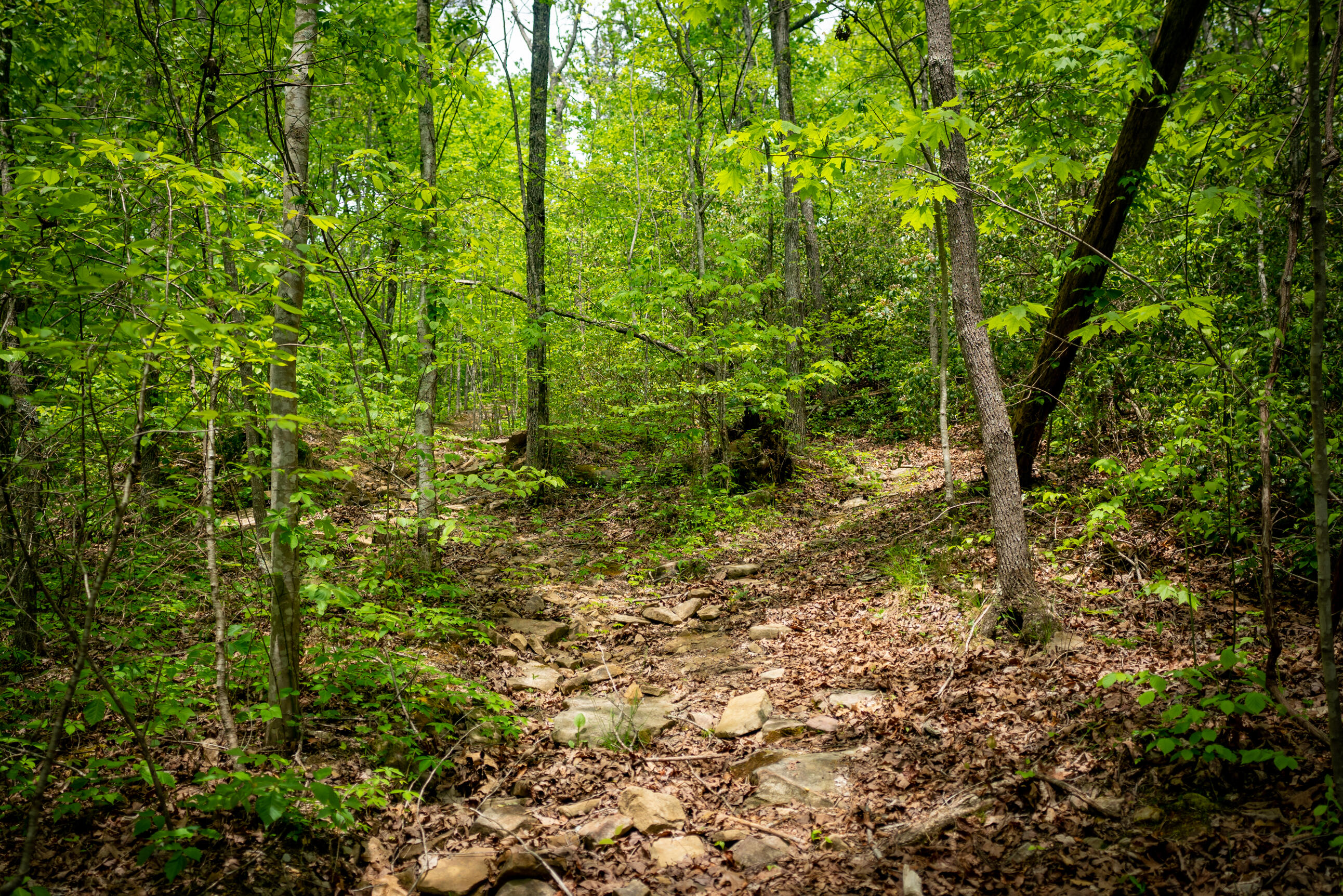Rock Creek Trail #16  17, Signal Mountain, Tennessee image 7