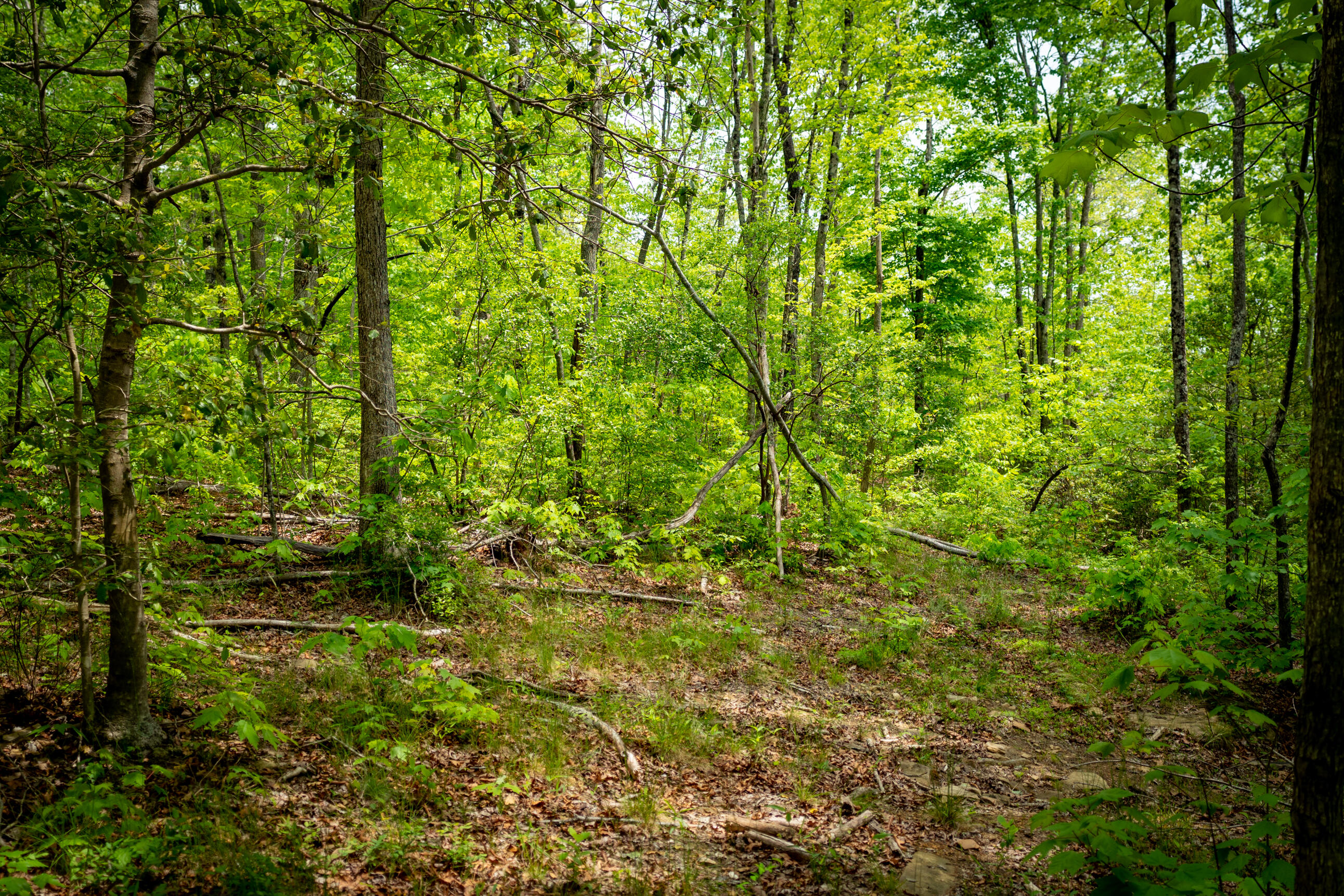 Rock Creek Trail #16  17, Signal Mountain, Tennessee image 8