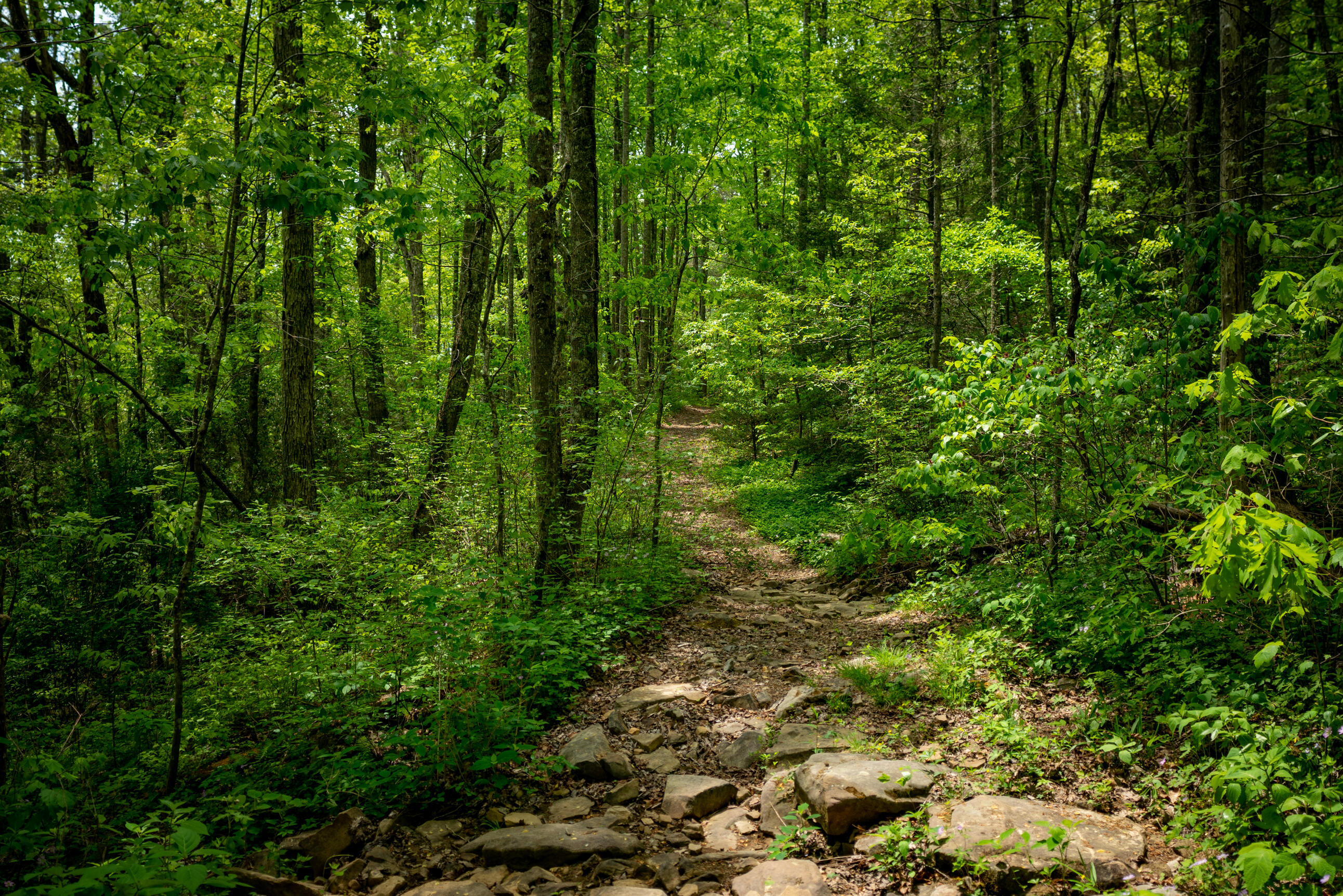 Rock Creek Trail #16  17, Signal Mountain, Tennessee image 4