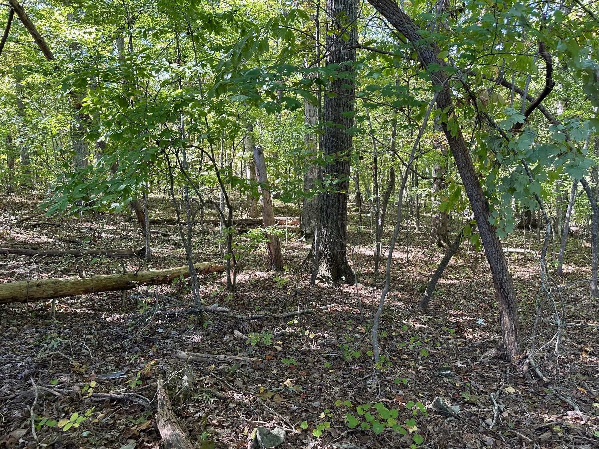 Lot 354 Diana Drive, Spring City, Tennessee image 2