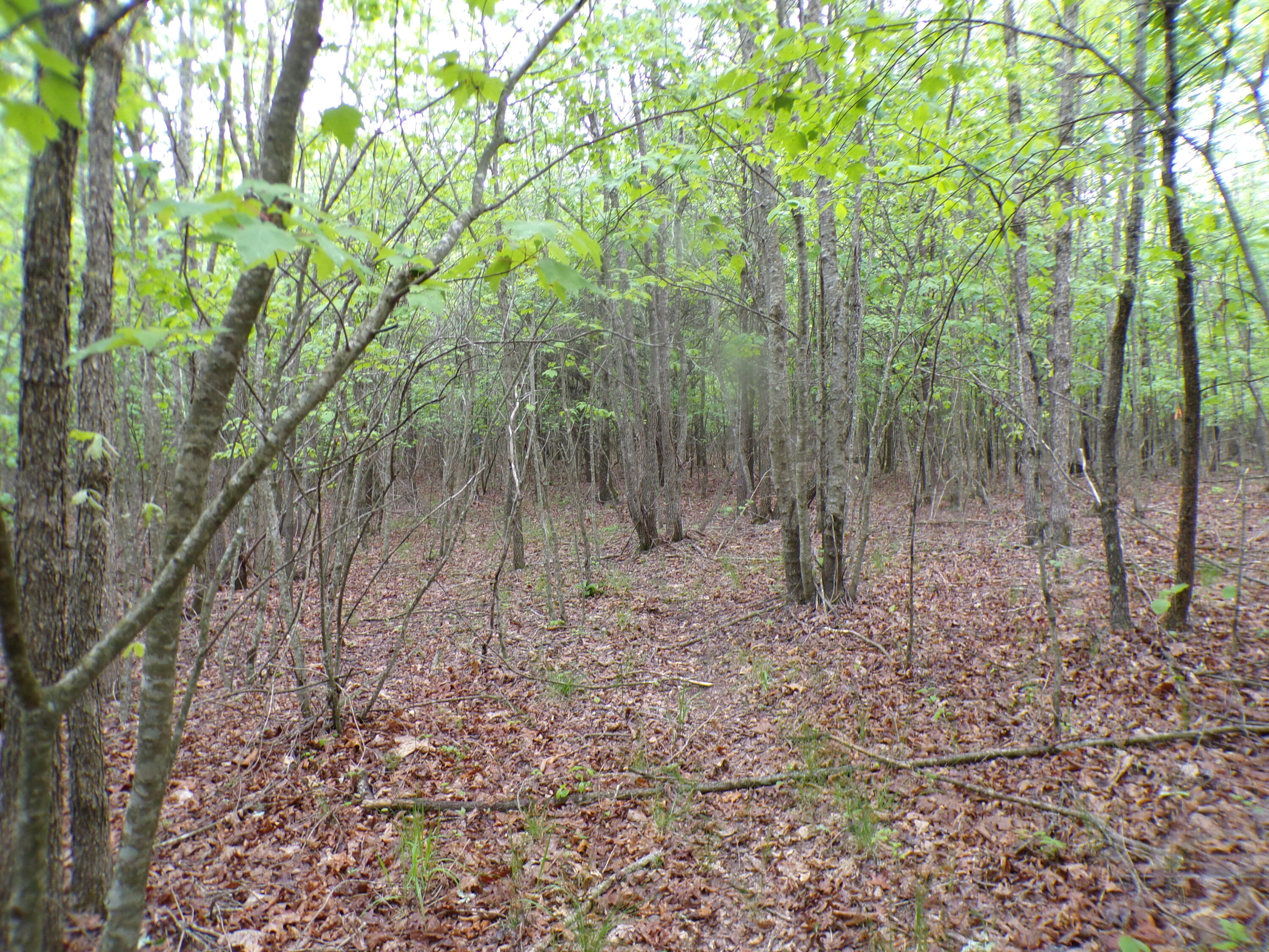 Goforth Road #10, Spencer, Tennessee image 44