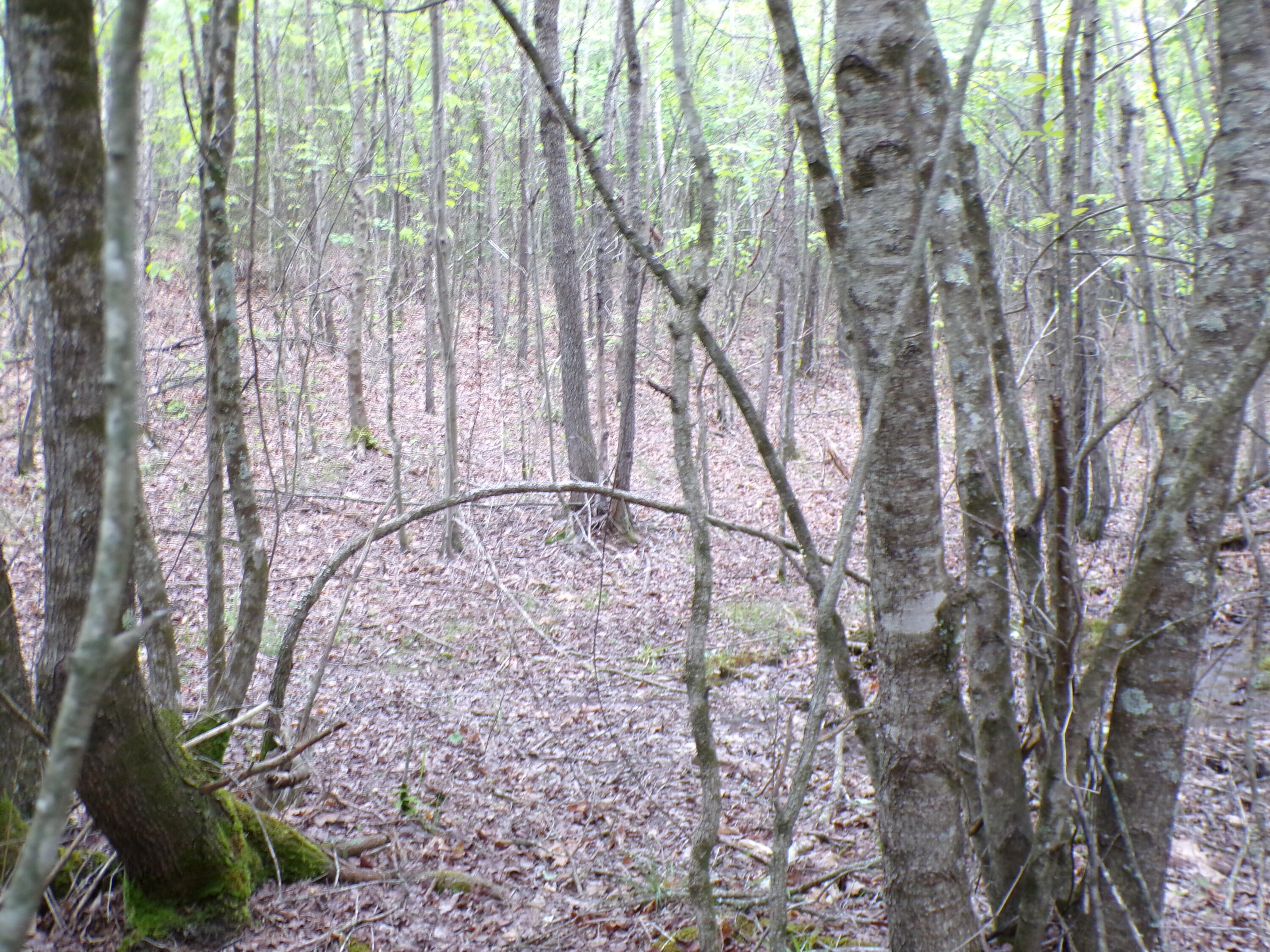 Goforth Road #10, Spencer, Tennessee image 9