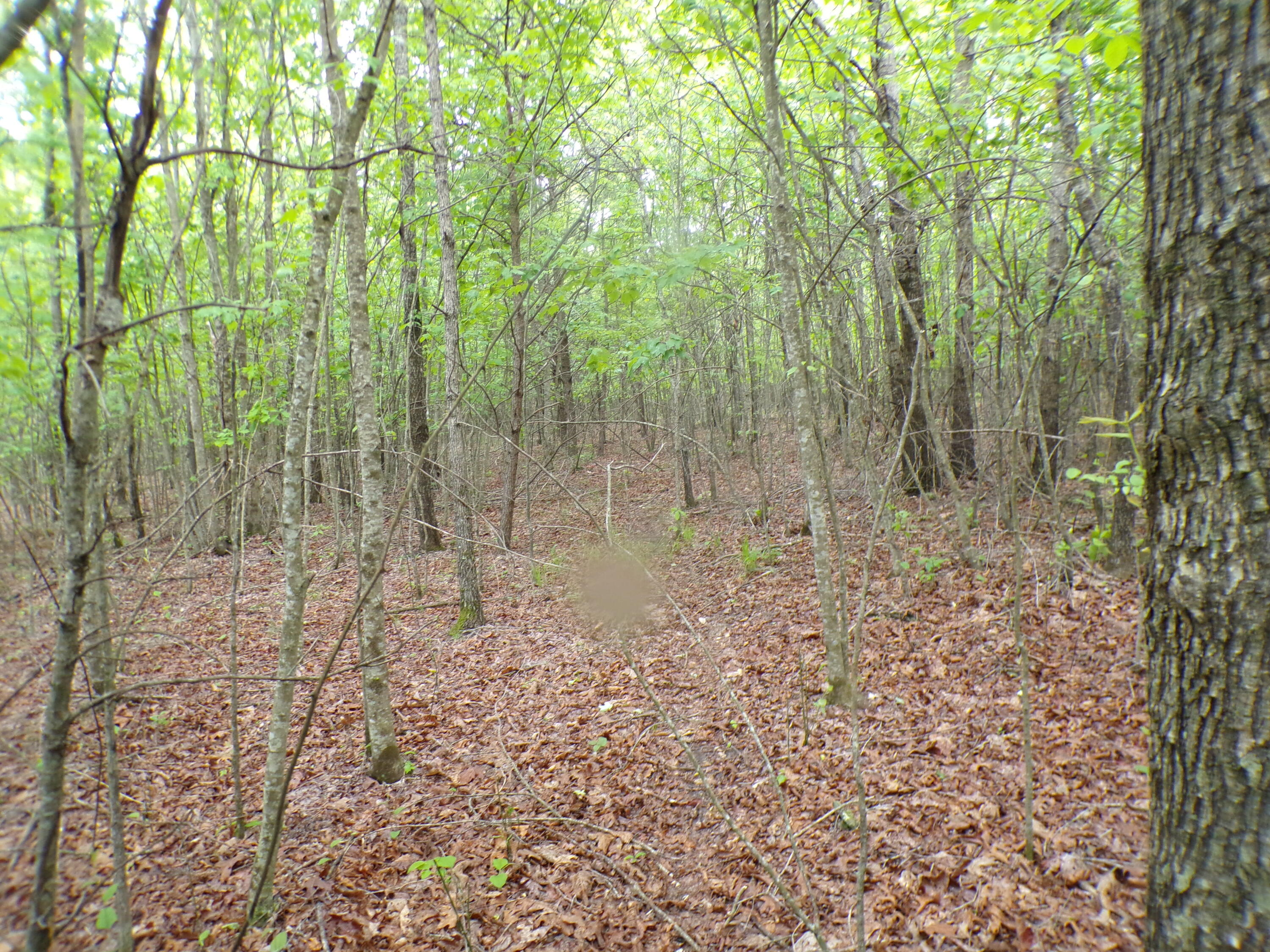 Goforth Road #10, Spencer, Tennessee image 45