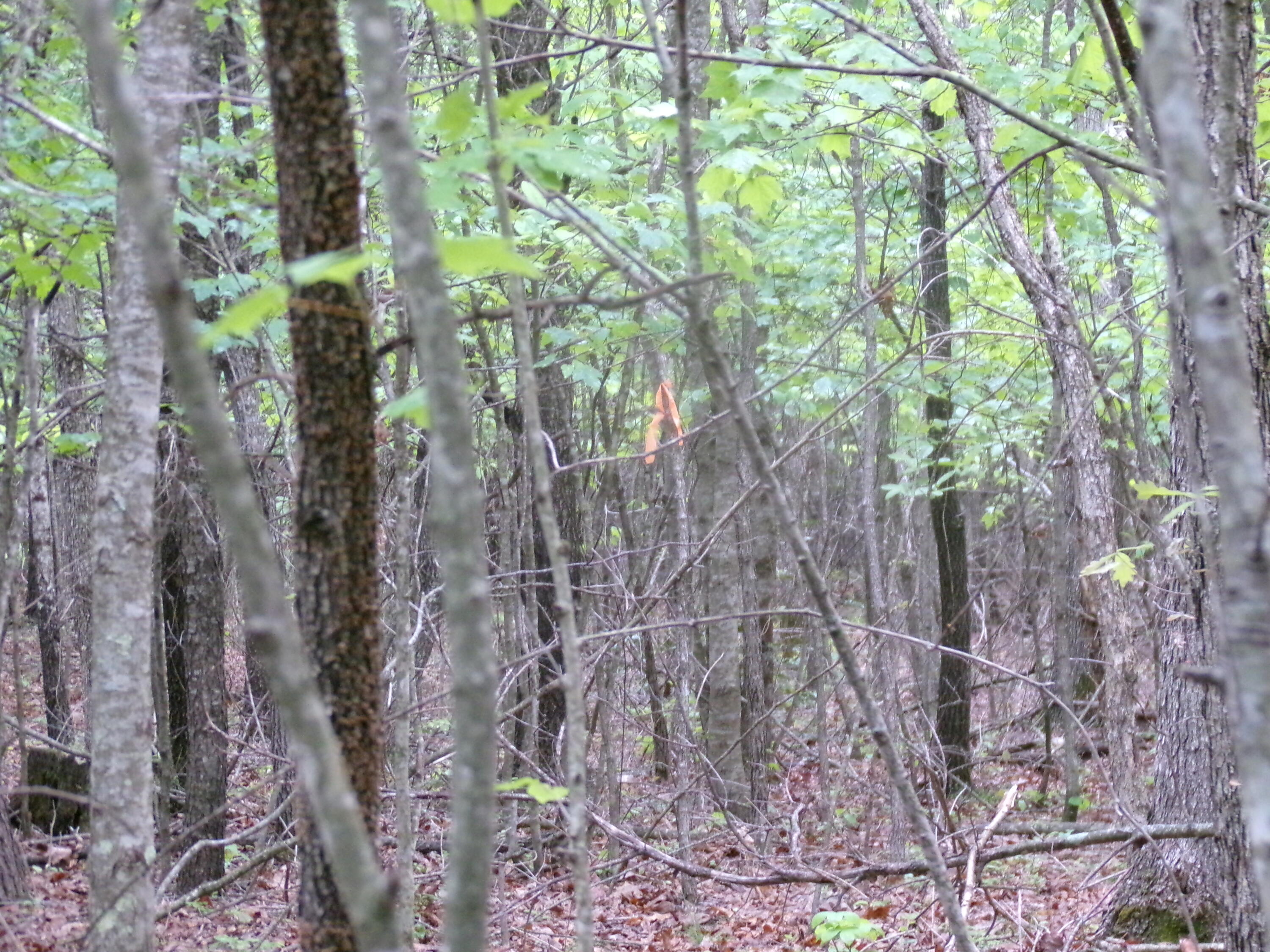 Goforth Road #10, Spencer, Tennessee image 42