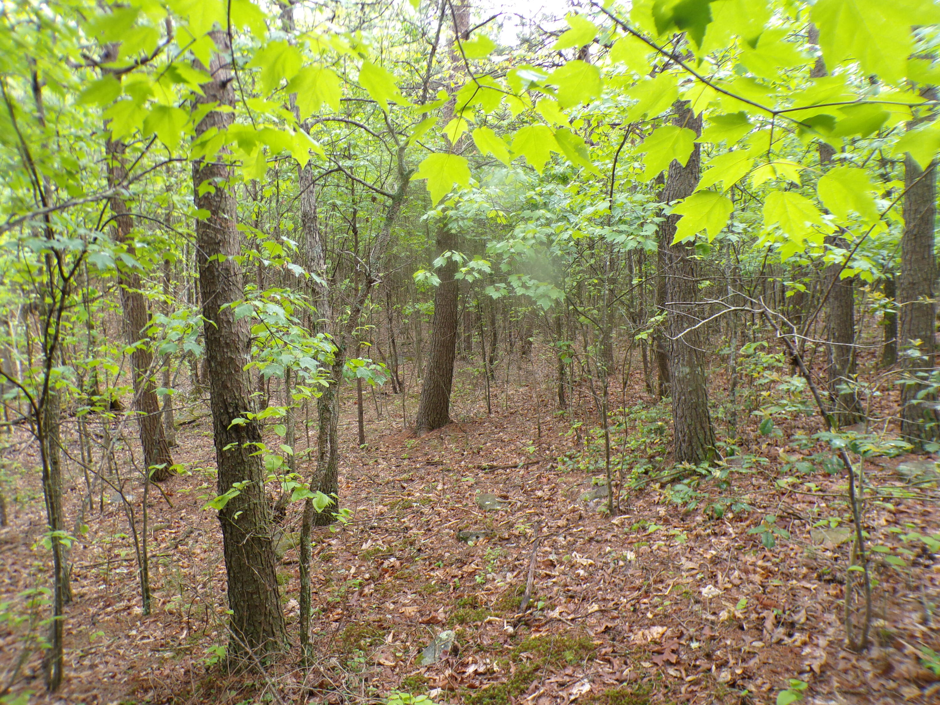 Goforth Road #10, Spencer, Tennessee image 37