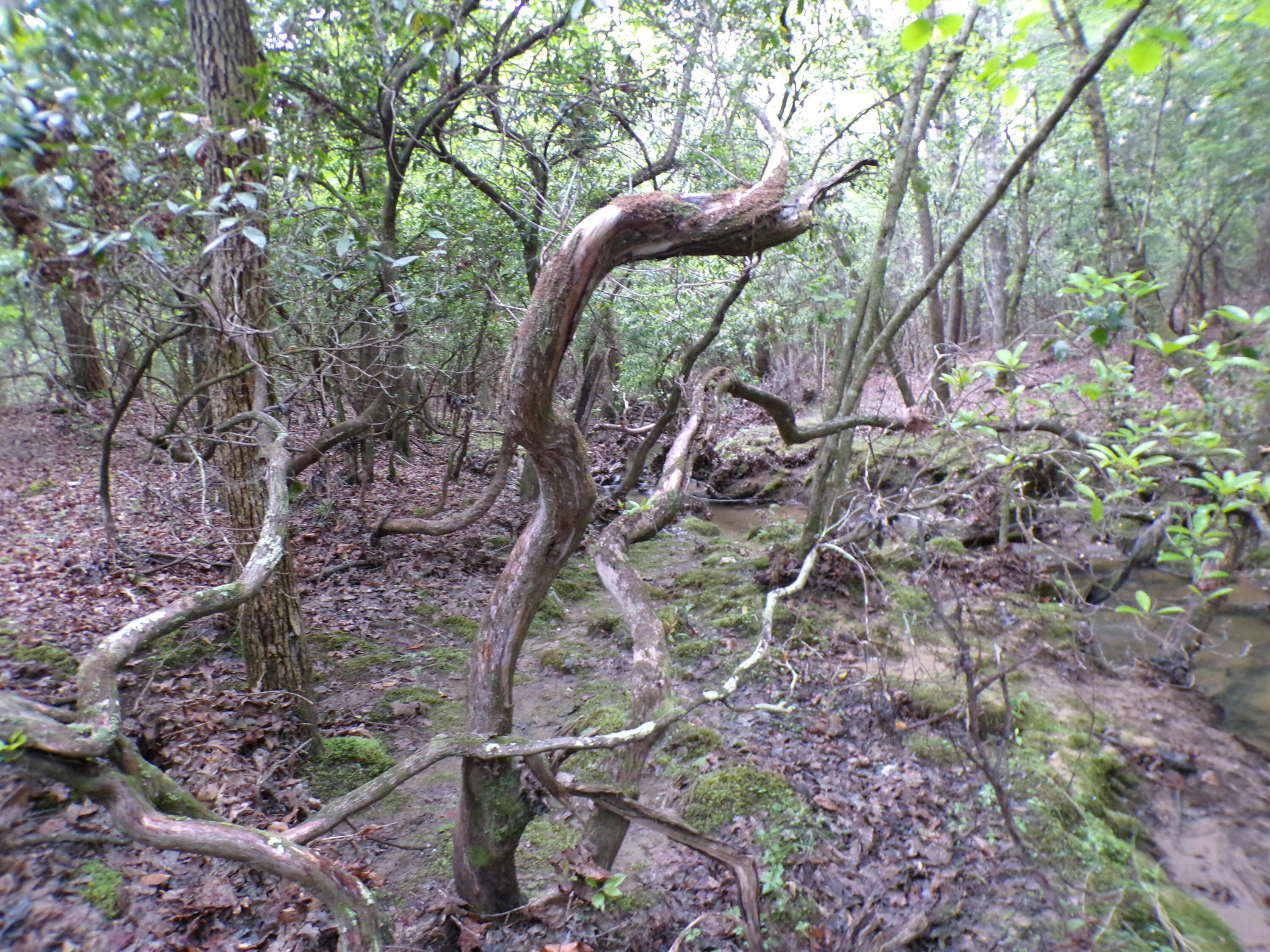 Goforth Road #10, Spencer, Tennessee image 30