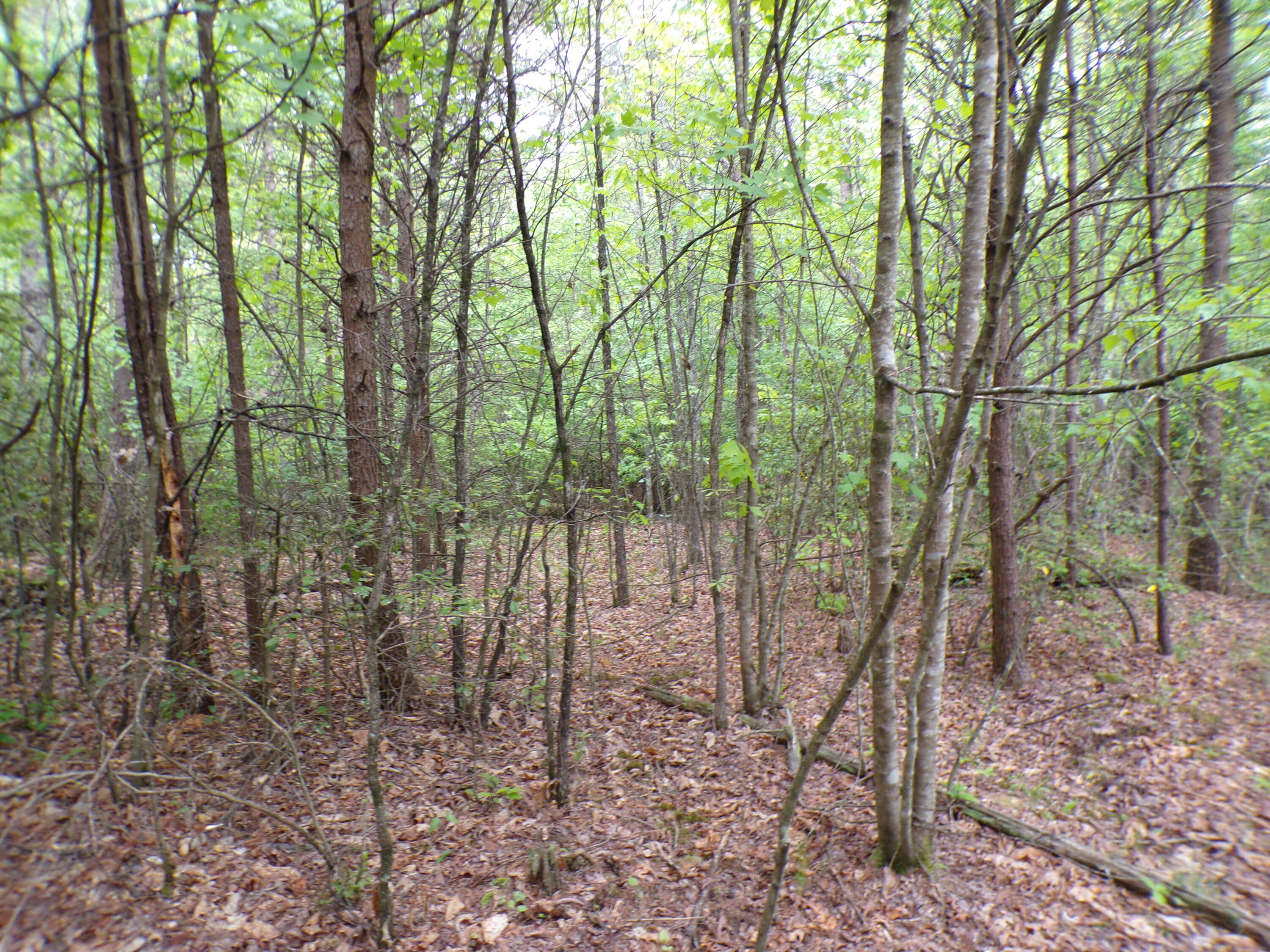 Goforth Road #10, Spencer, Tennessee image 35