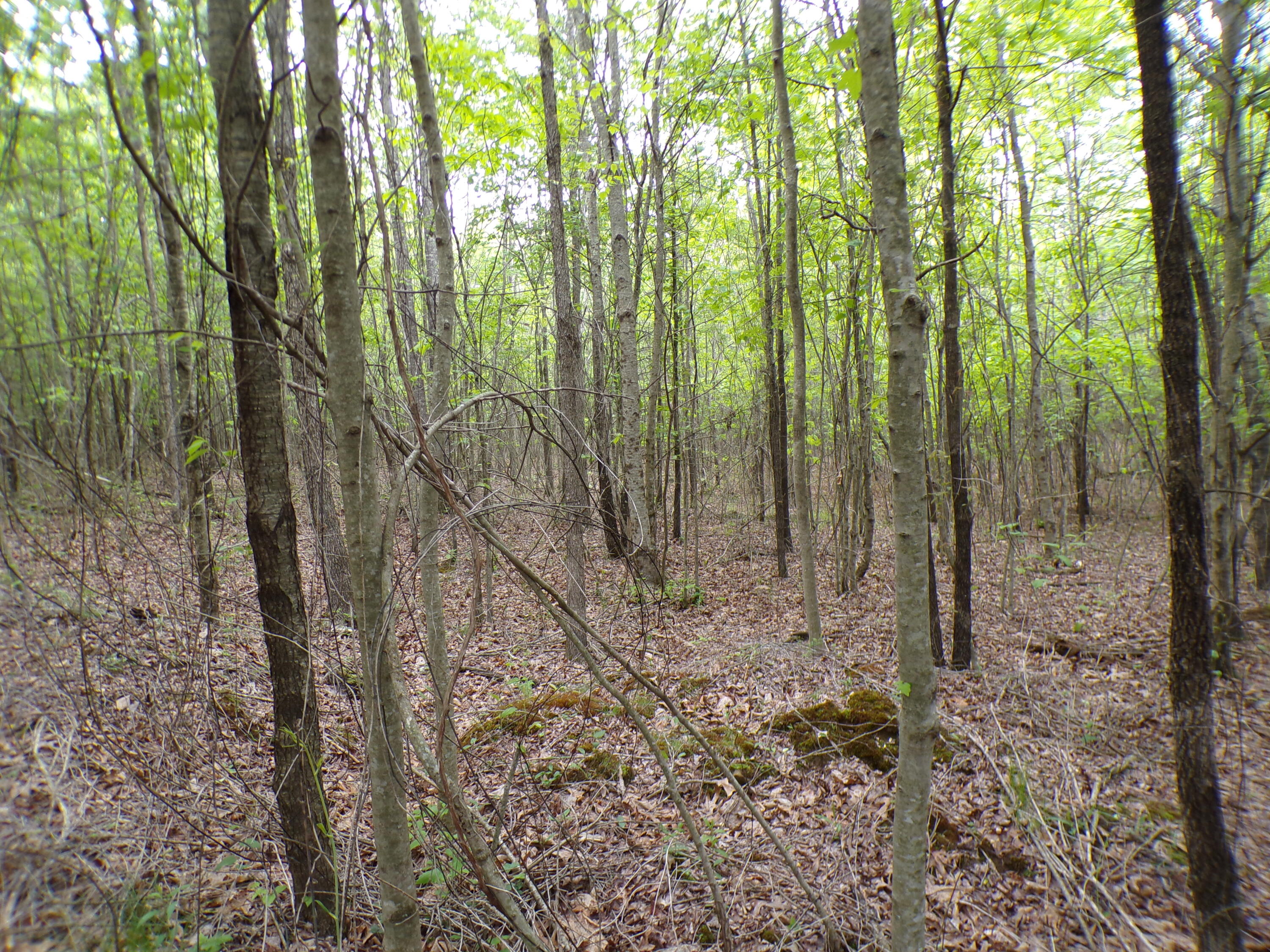Goforth Road #10, Spencer, Tennessee image 2