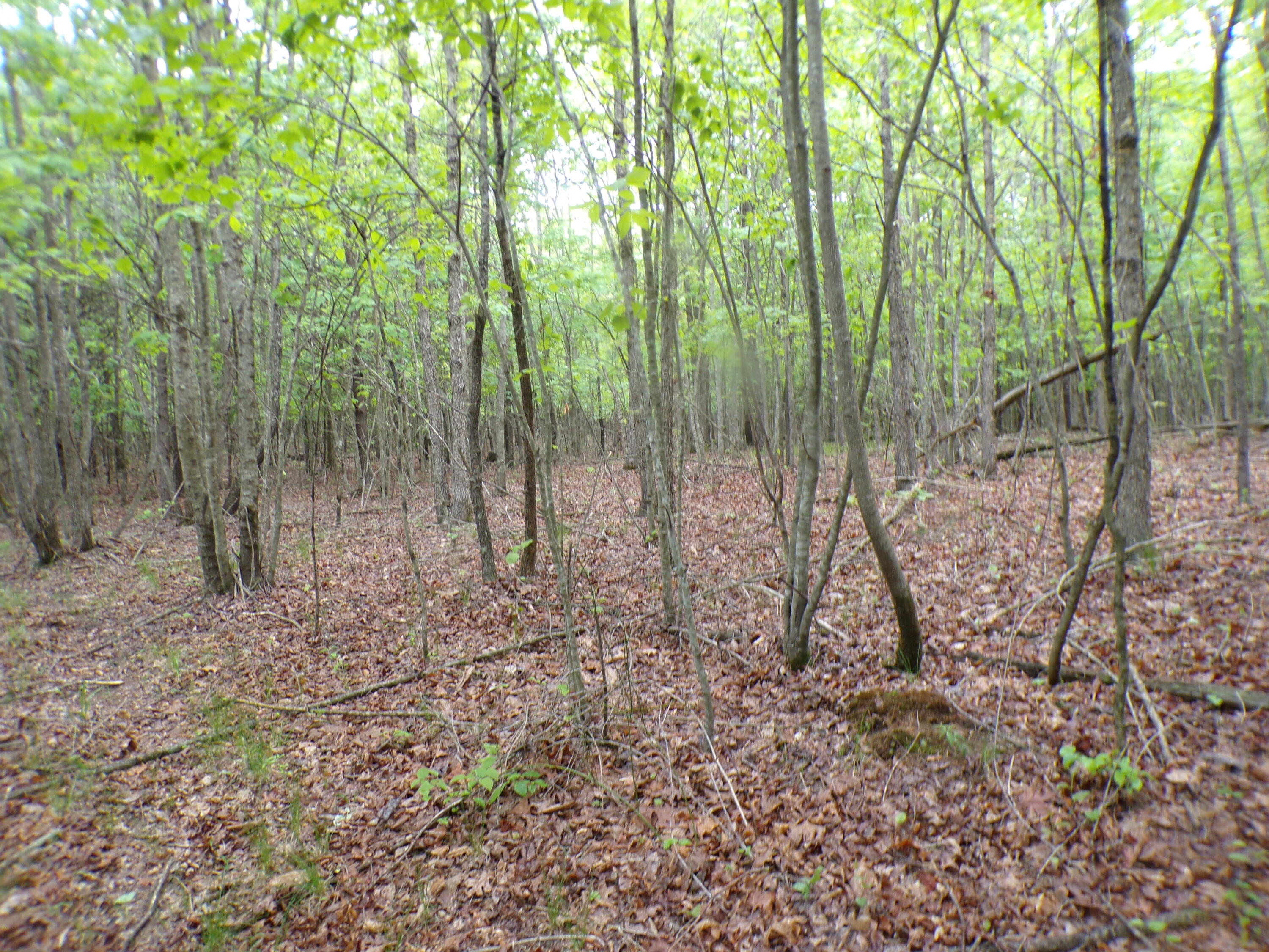 Goforth Road #10, Spencer, Tennessee image 43