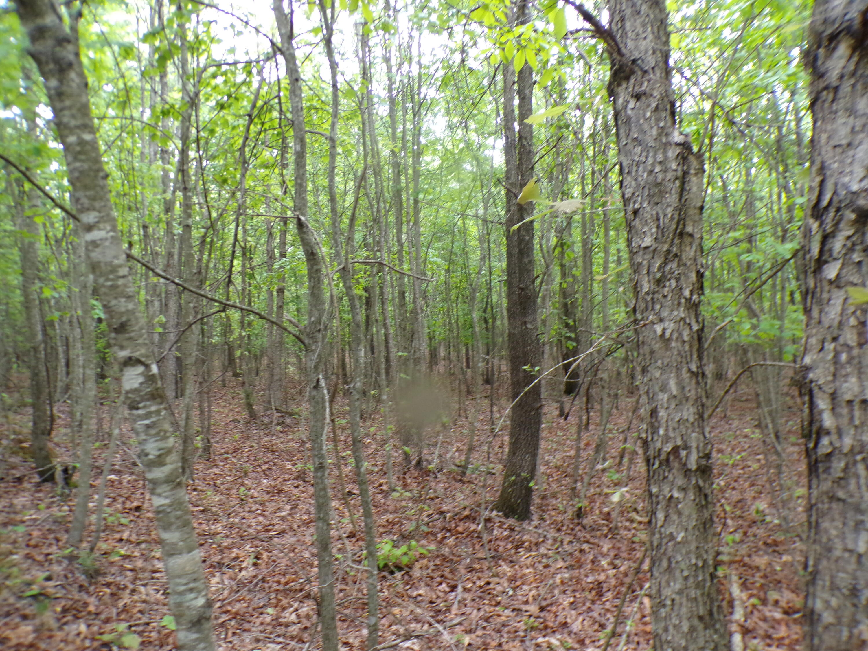 Goforth Road #10, Spencer, Tennessee image 46